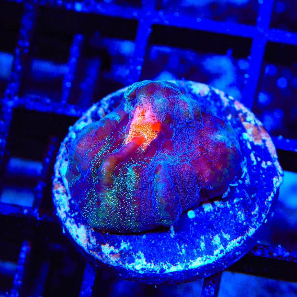 TSA Dream Weaver Chalice Coral