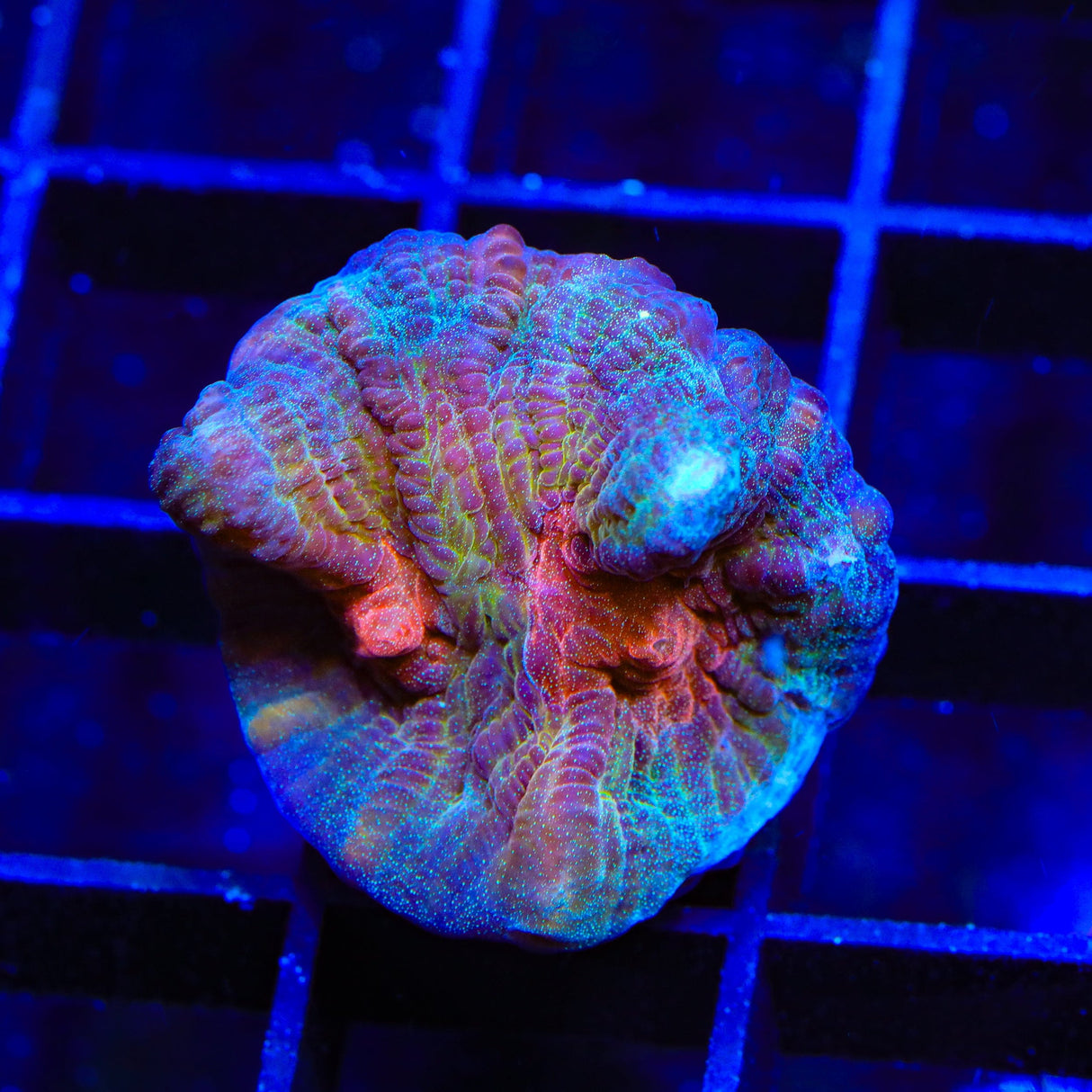 TSA Emerald Rose Pectinia Coral