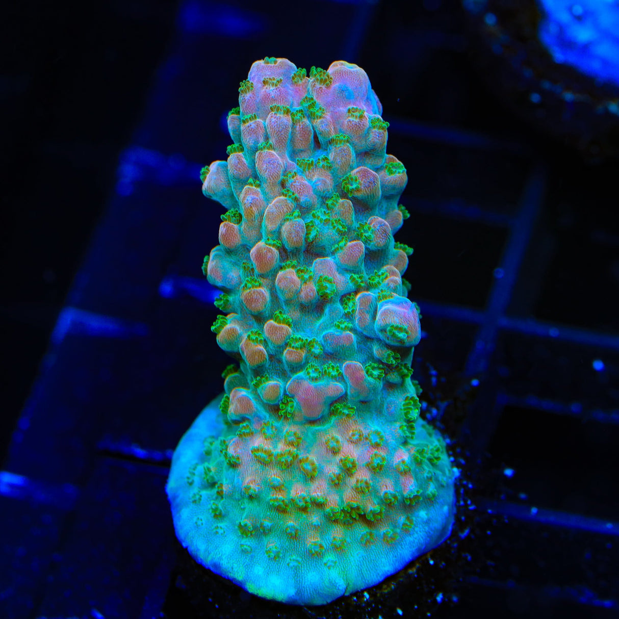 TSA Explosive Ember Acropora Coral