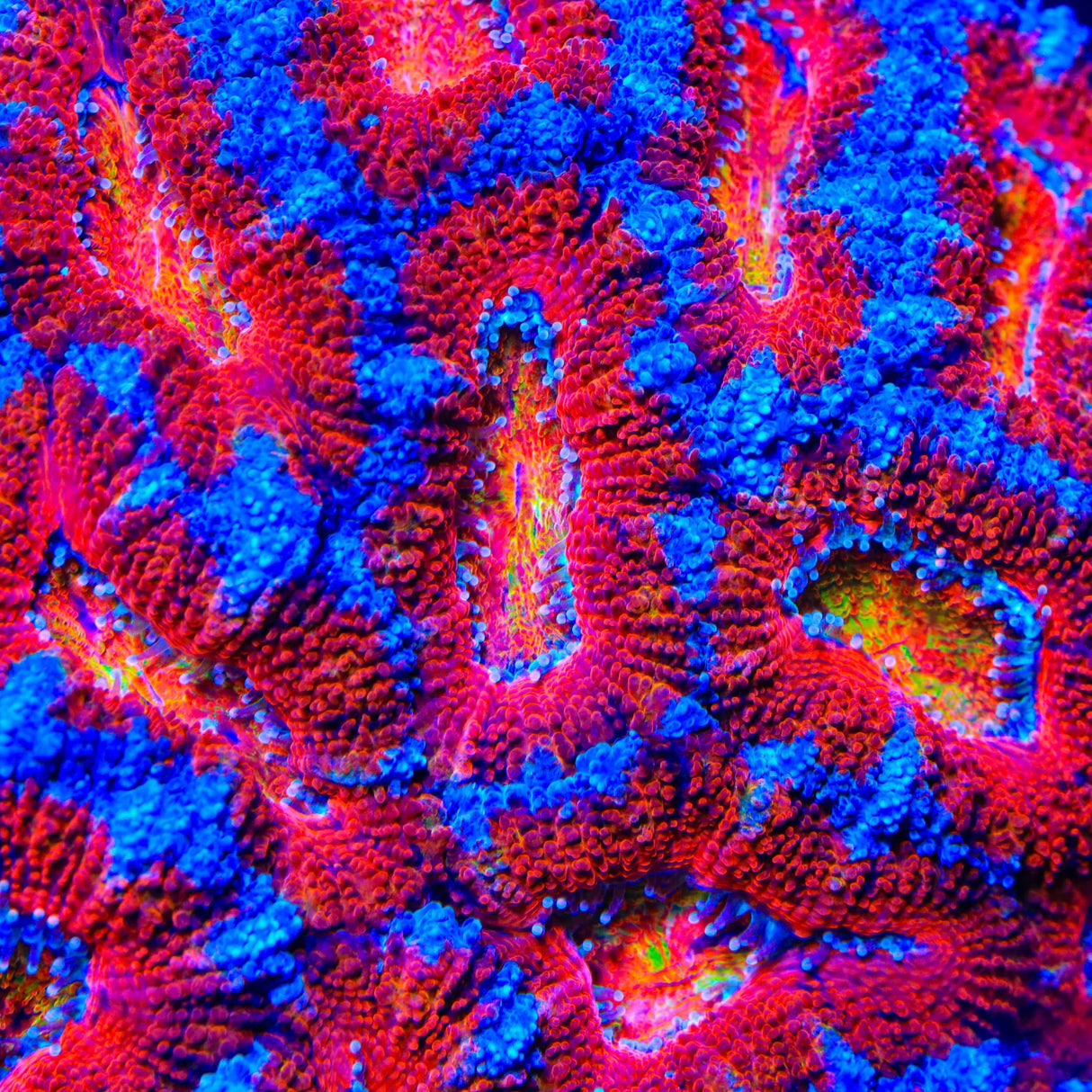 TSA Eye of Ender Acan Coral