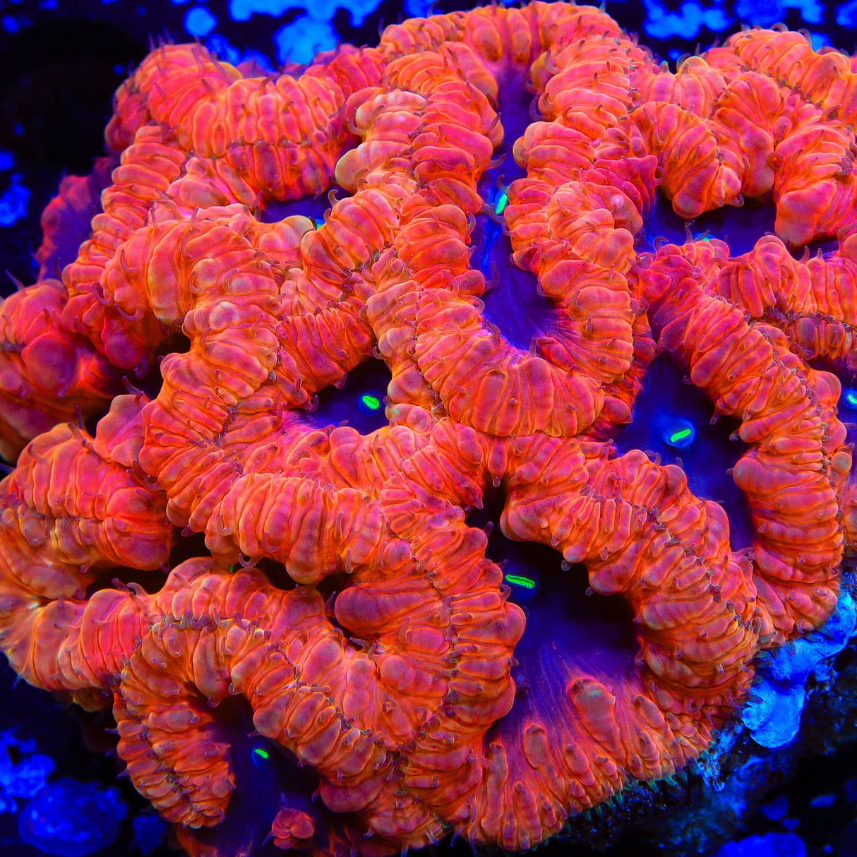 TSA Eye of Wonder Blastomussa Coral