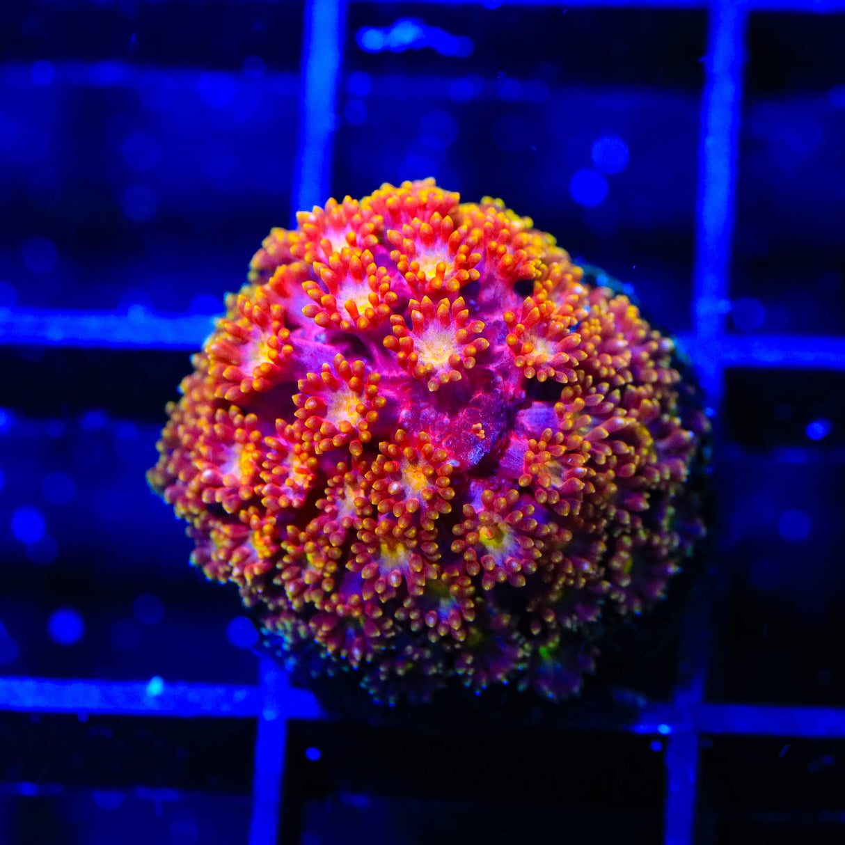 TSA Fantasia Goniopora Coral