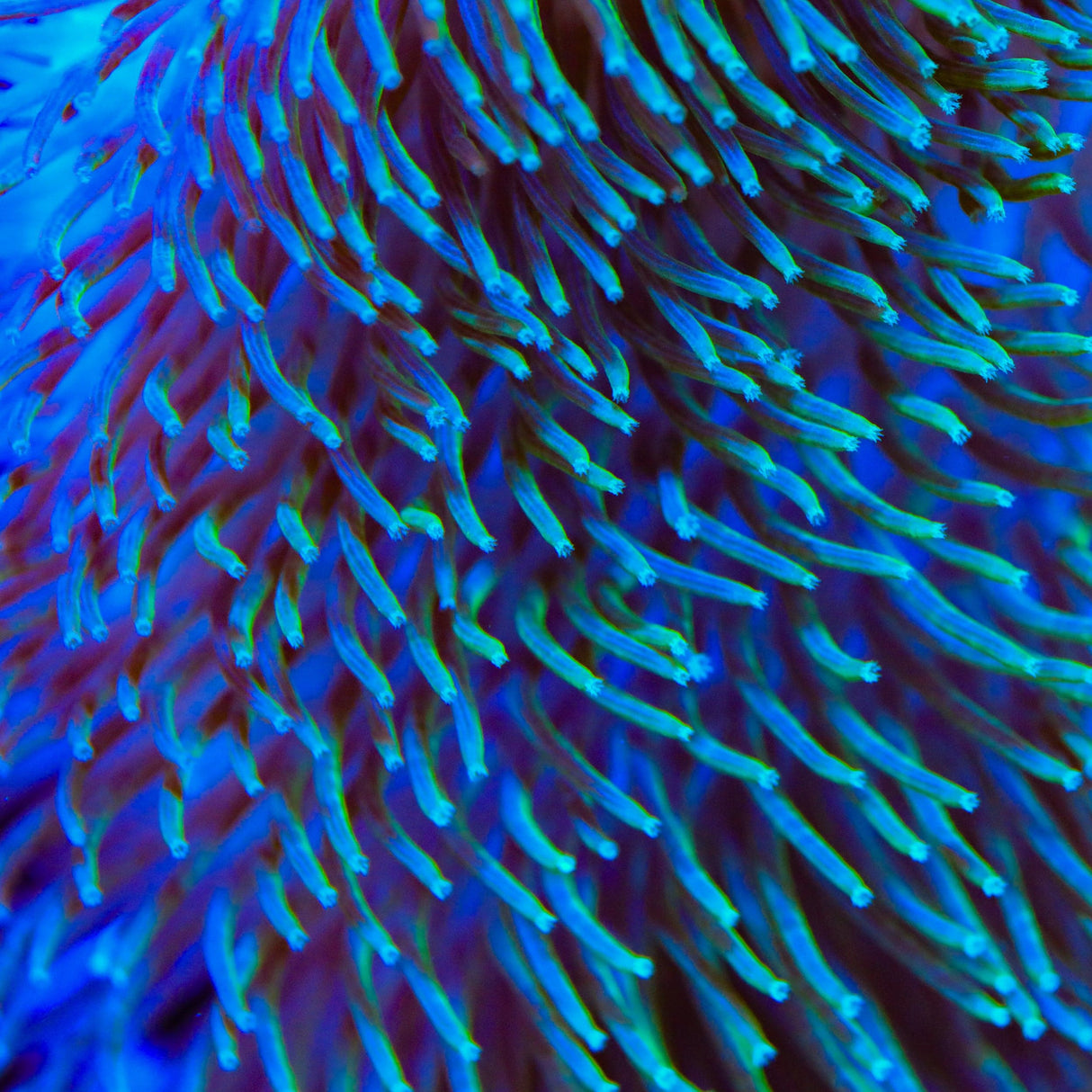 TSA Flasher Leather Coral