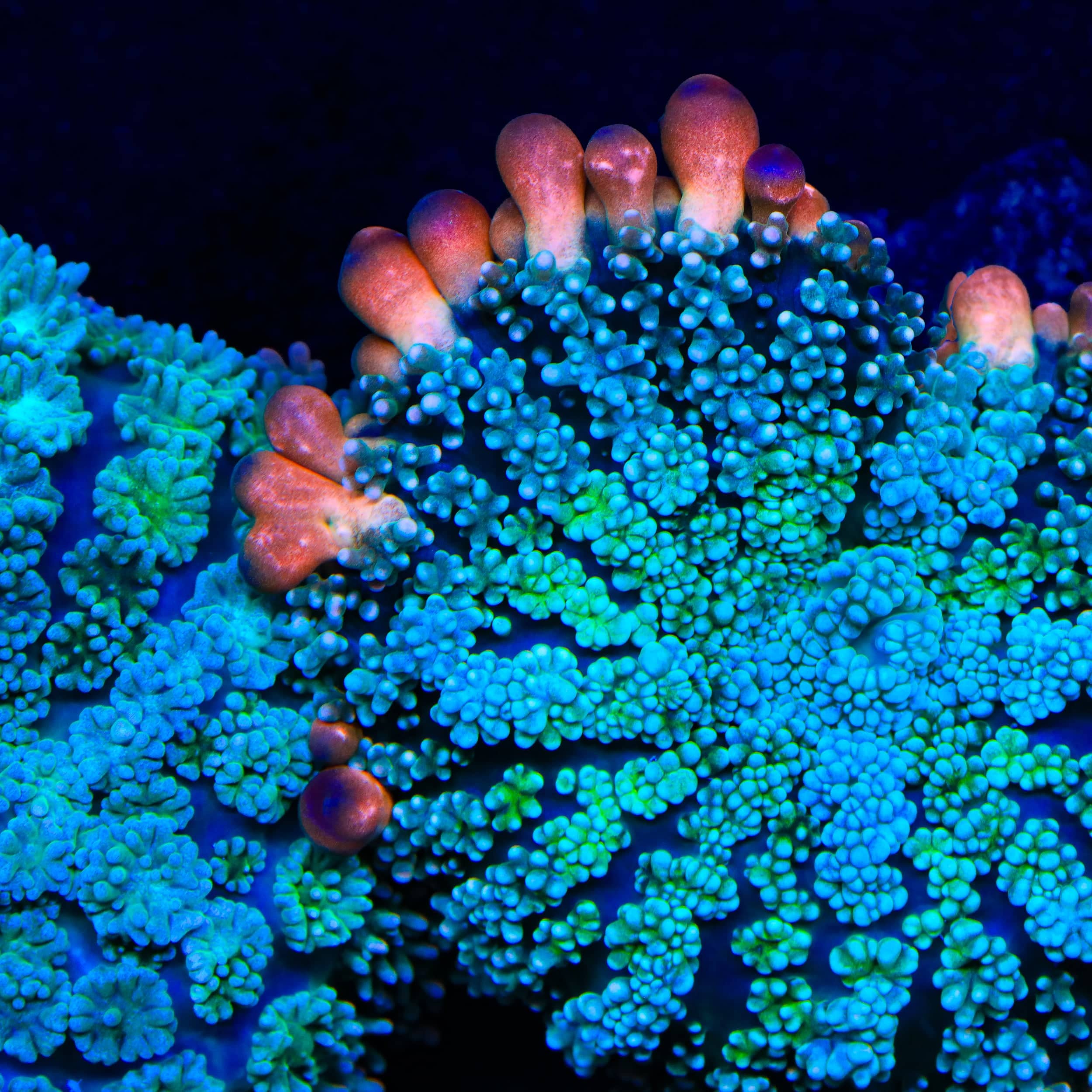 TSA Frankensteins Monster Mushroom Coral – Top Shelf Aquatics