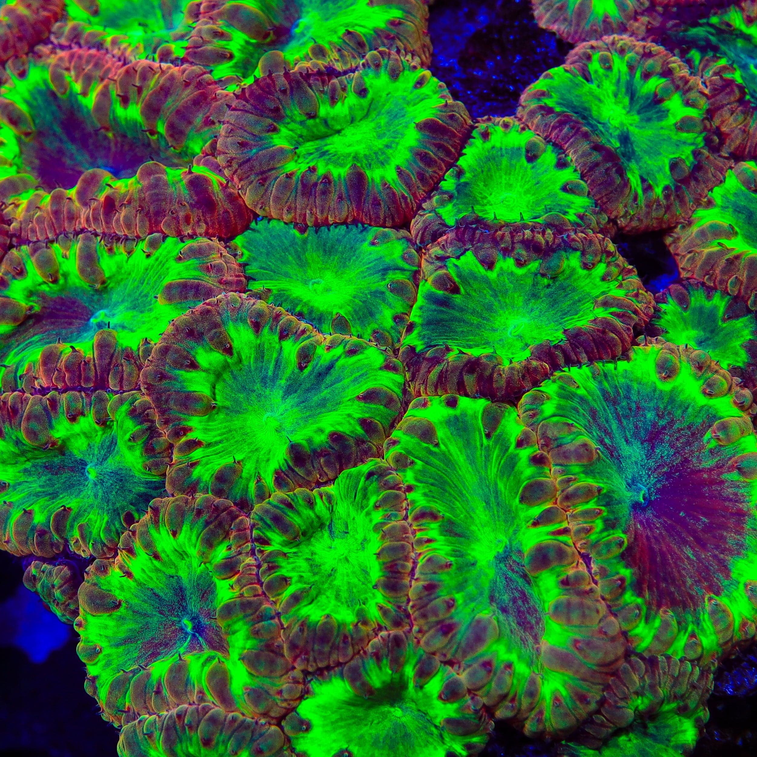 TSA Freaky Melon Blastomussa Coral – Top Shelf Aquatics