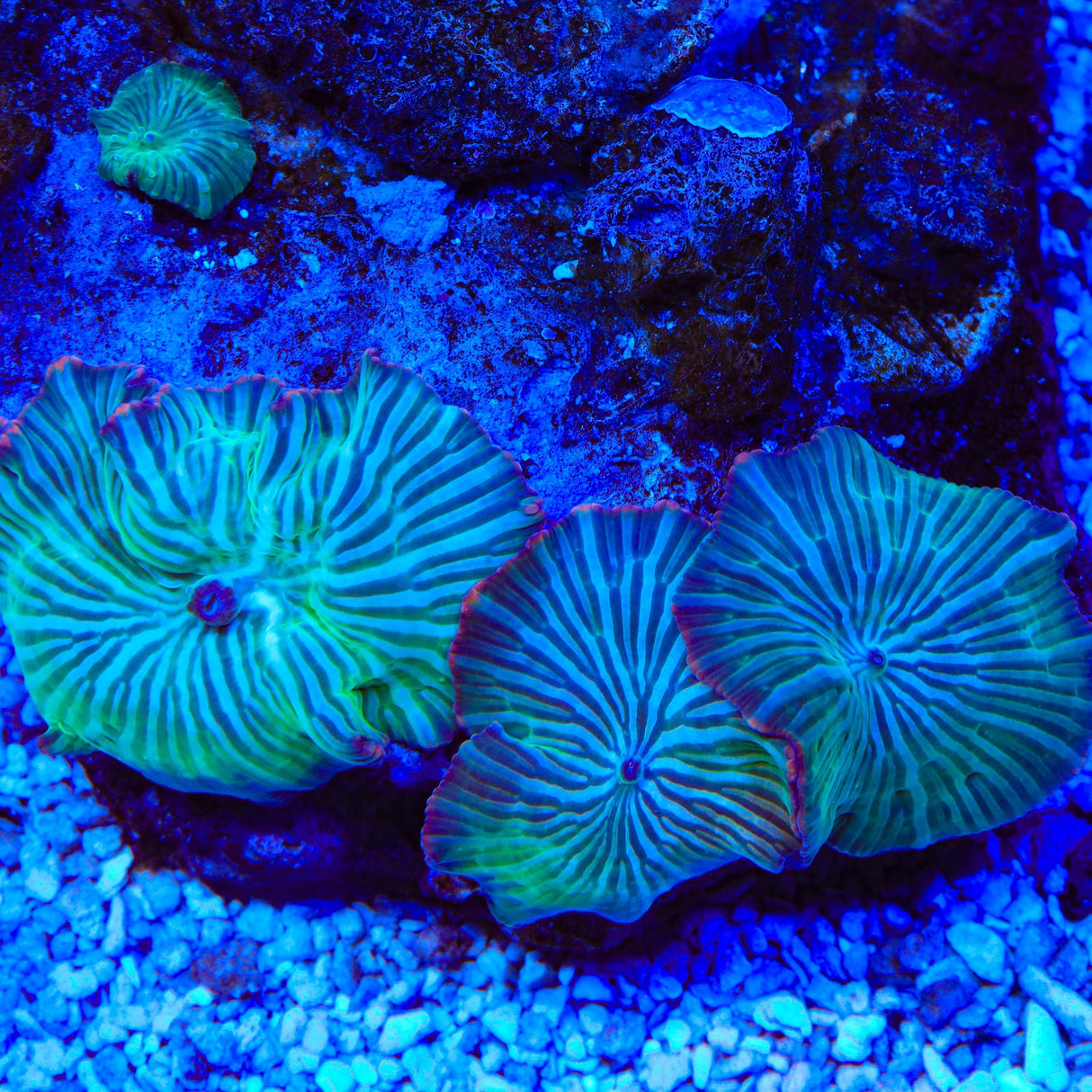TSA Frostbite Mushroom Coral