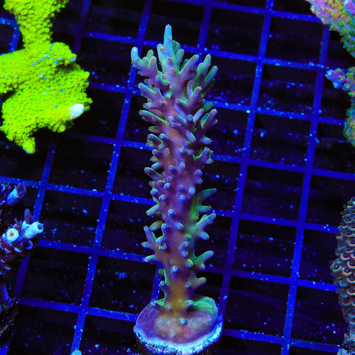 TSA GI Dragon Acropora Coral