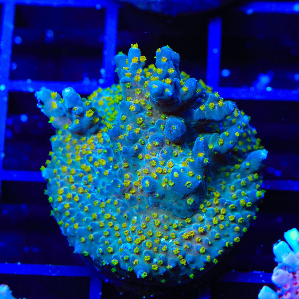 TSA Goliath Acropora Coral