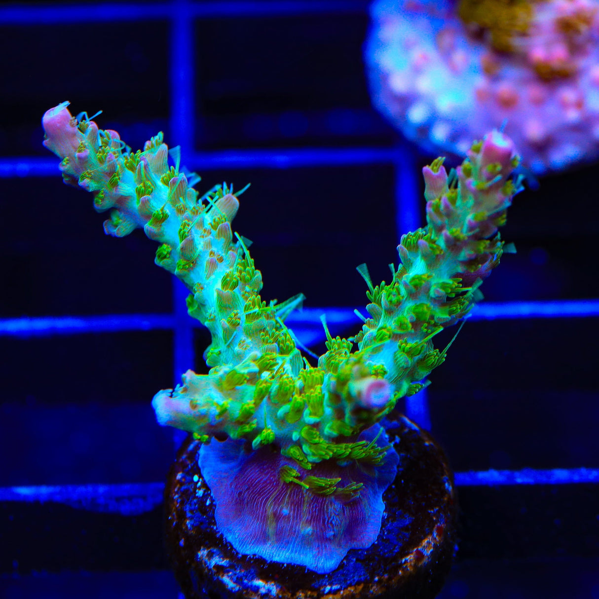 TSA Grape Ape Acropora XL Frag Coral