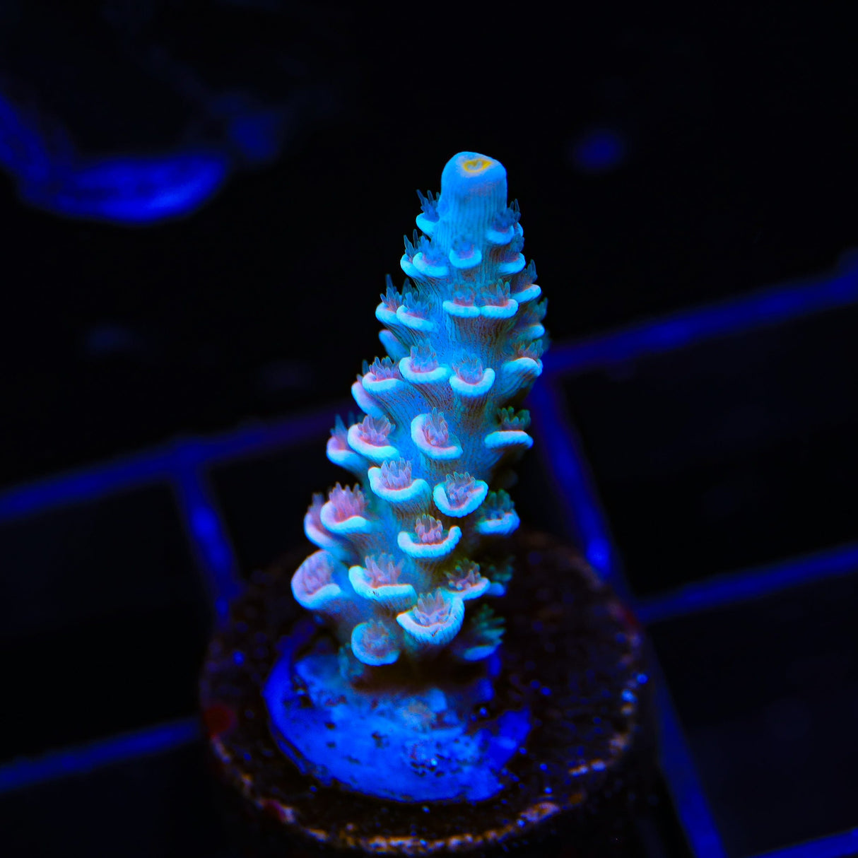 TSA Haymaker Tenuis Acropora Coral