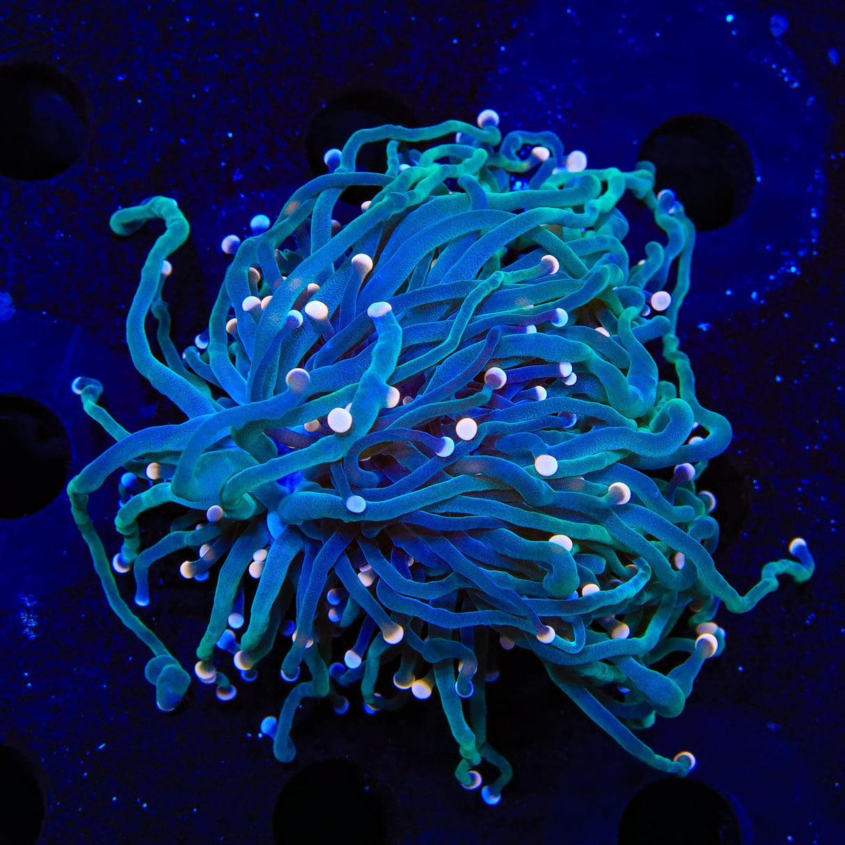 TSA Hocus Pocus Torch Coral