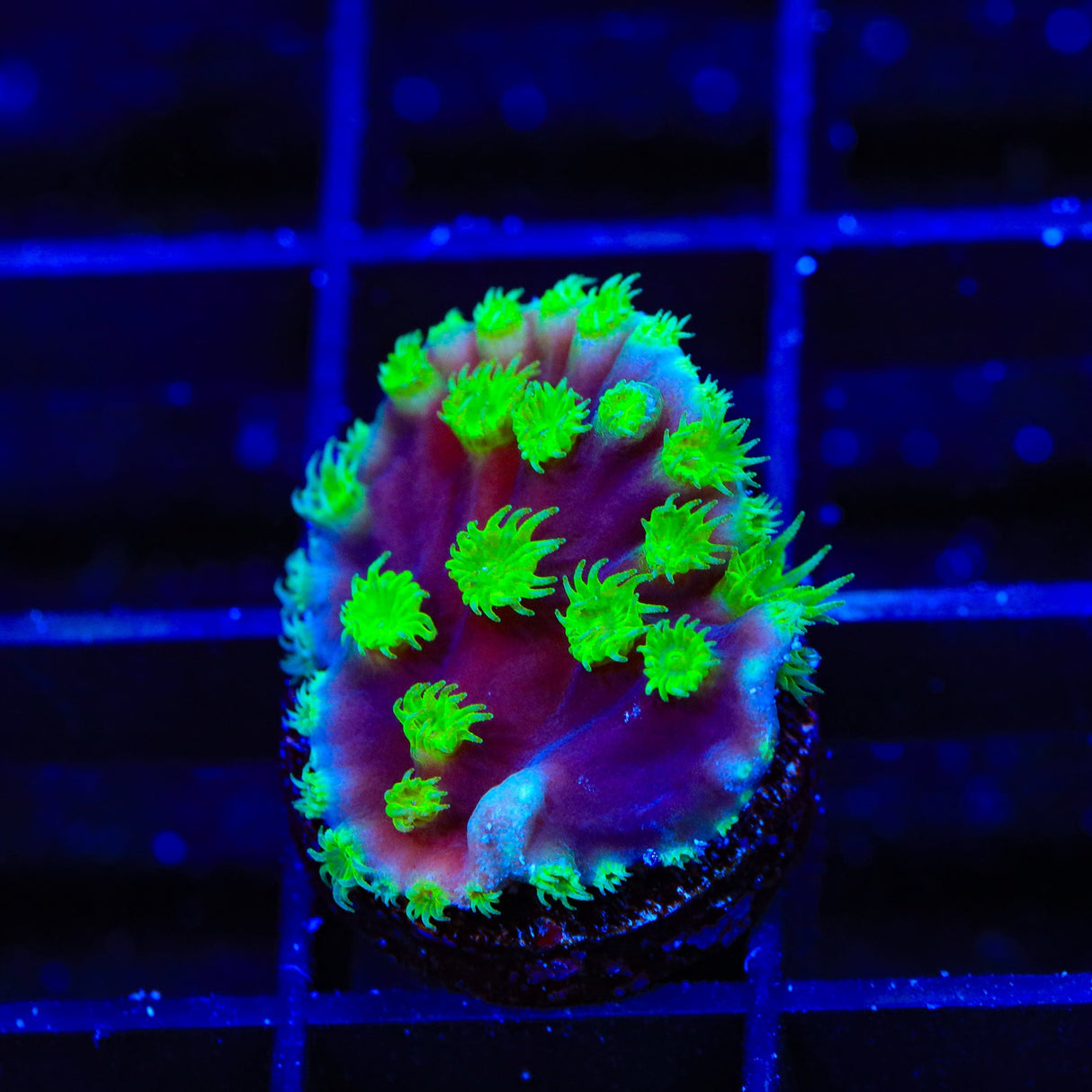 TSA Joker Scroll Coral
