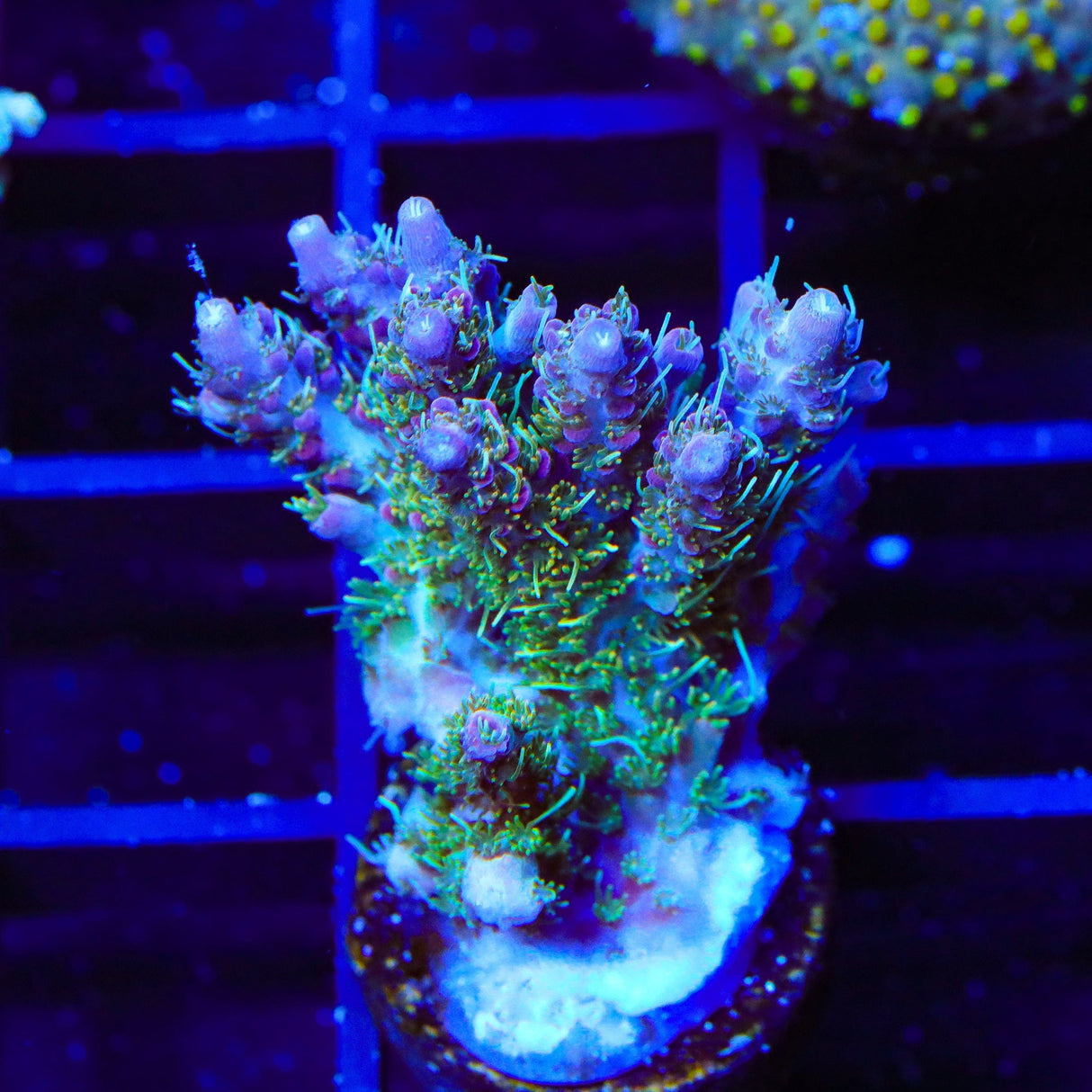 TSA Lavender Haze Acropora Coral