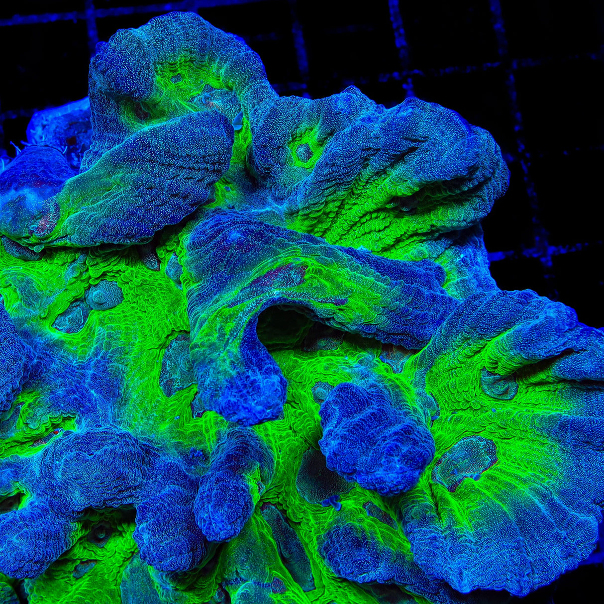 TSA Legacy Pectinia Coral