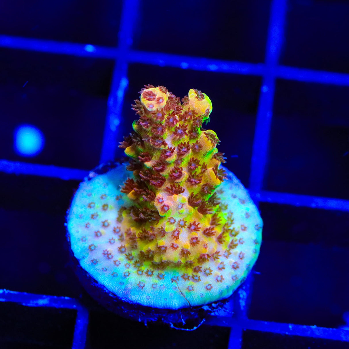 TSA Lion O Acropora Coral
