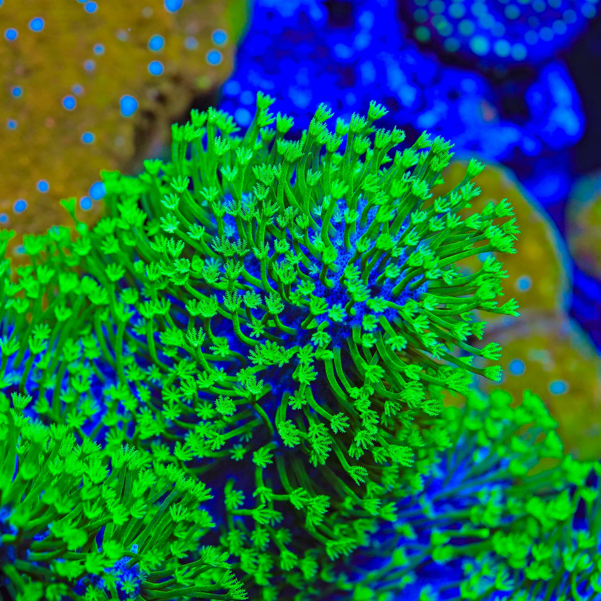 TSA Luigi Toadstool Coral