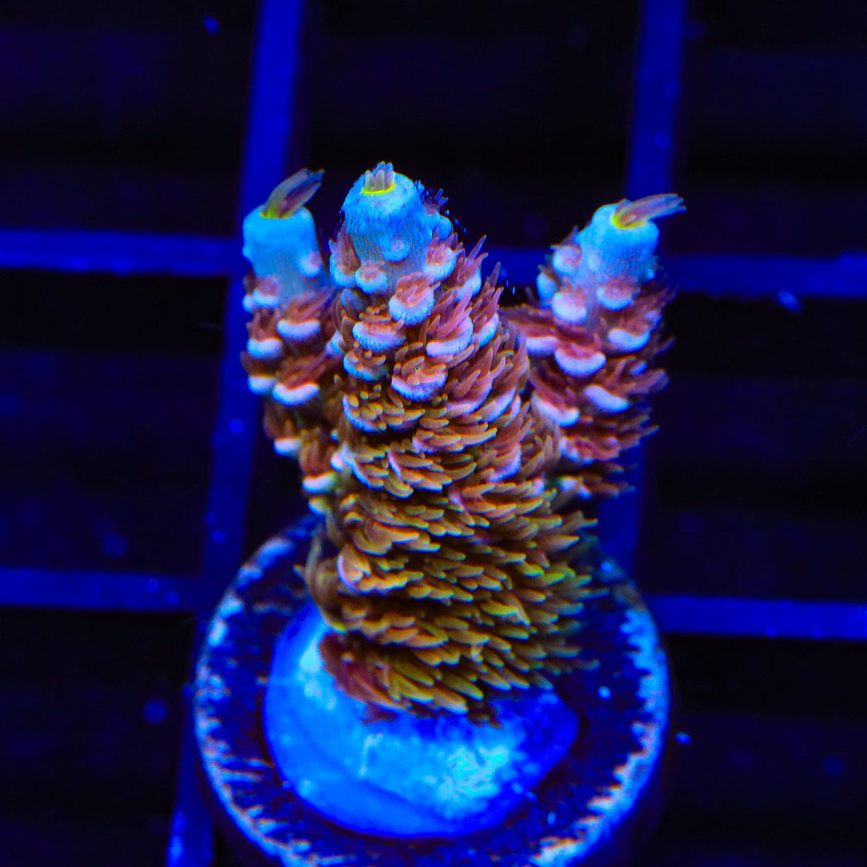 TSA Mango Passion Tenuis Acropora Coral