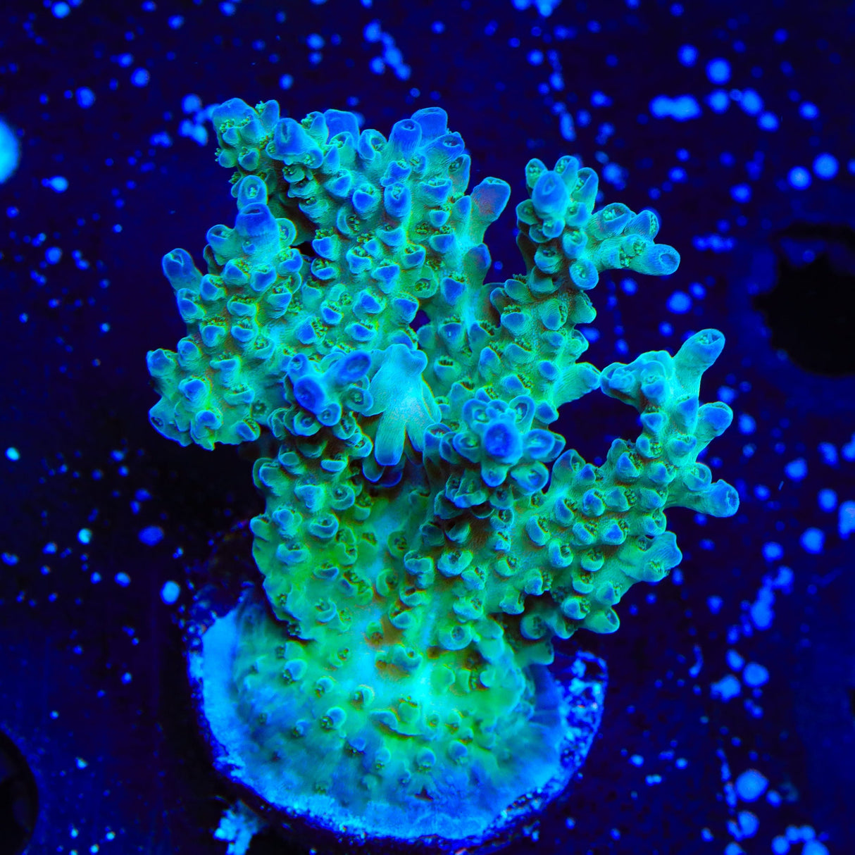 TSA Mossberry Acropora Colony Coral