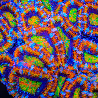 TSA Neon Nugget Acan Coral
