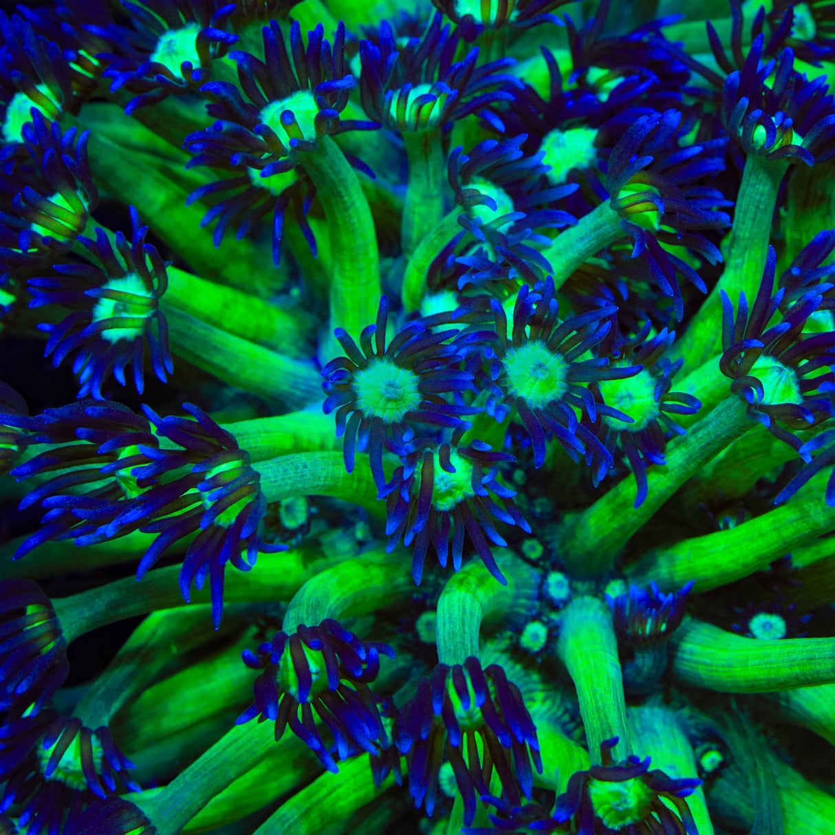 TSA Ninja Turtle Goniopora Coral