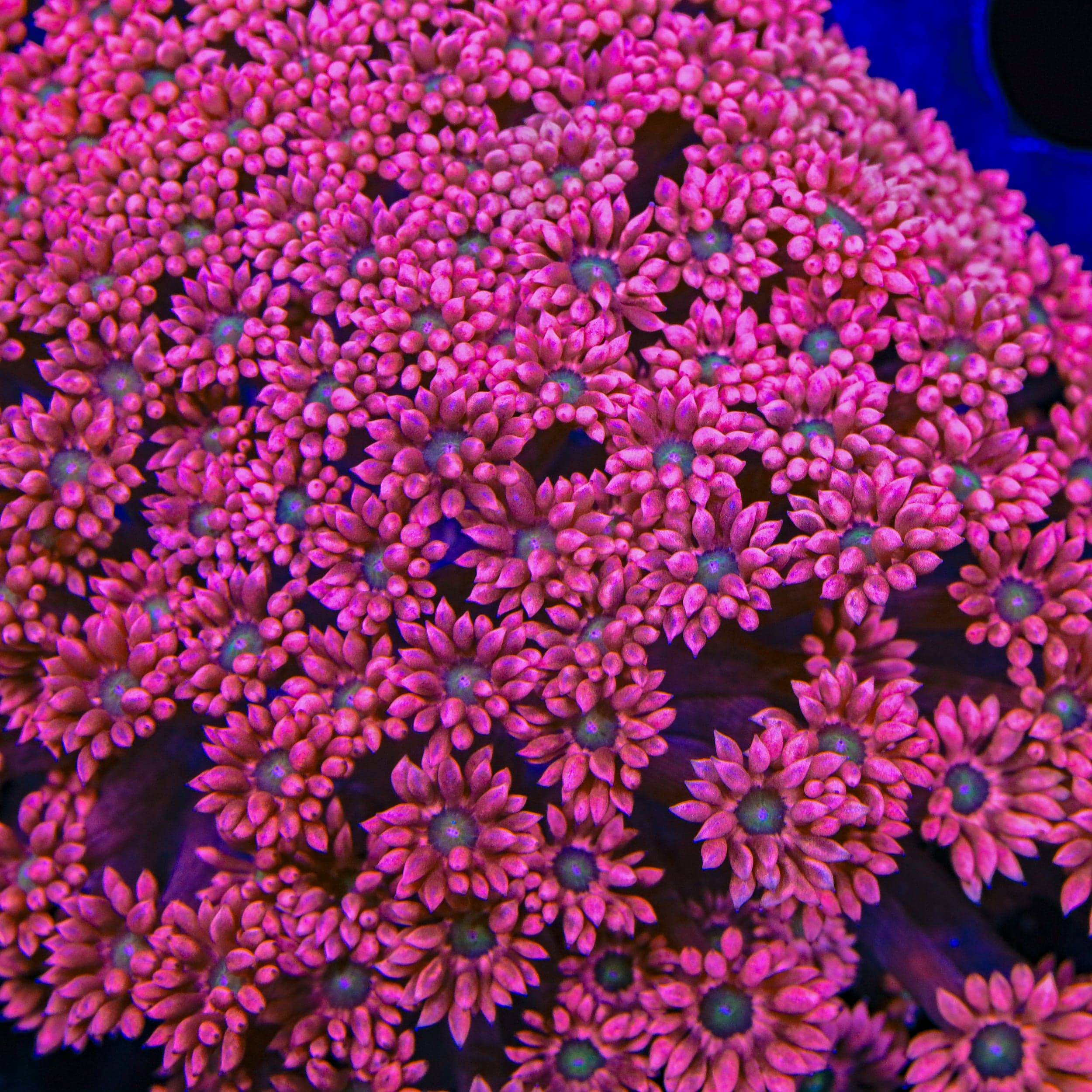 TSA Pink Flamingo Goniopora Coral – Top Shelf Aquatics