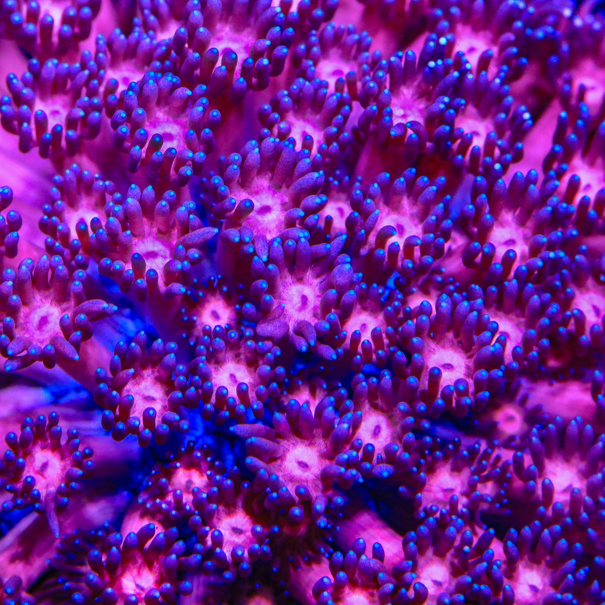 TSA Pink Panther Goniopora Coral