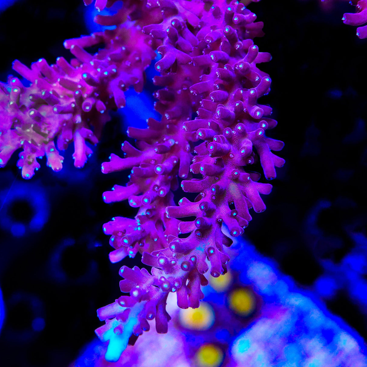TSA Plum Crazy Dragon Acropora Coral