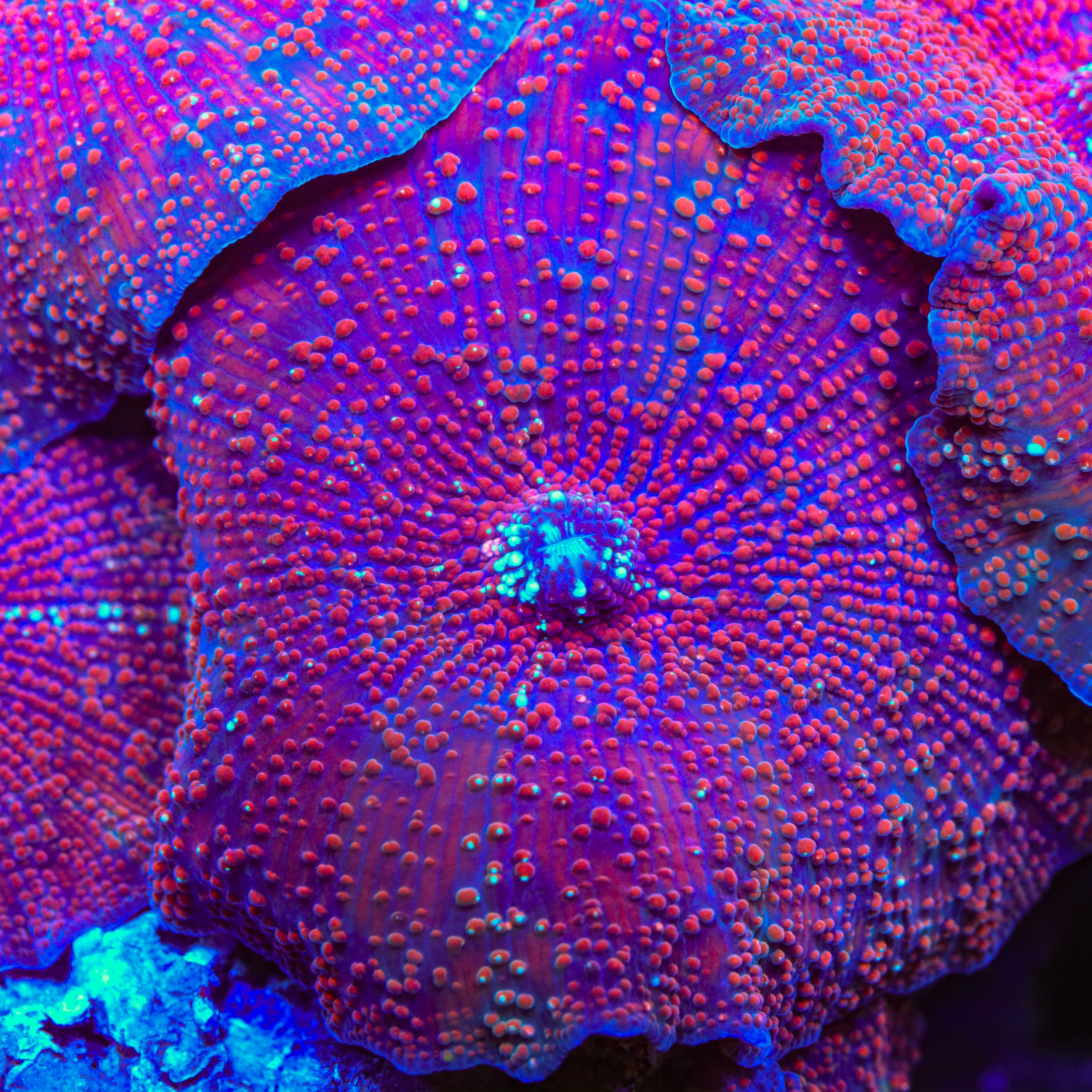 TSA Poinsettia Mushroom Coral – Top Shelf Aquatics
