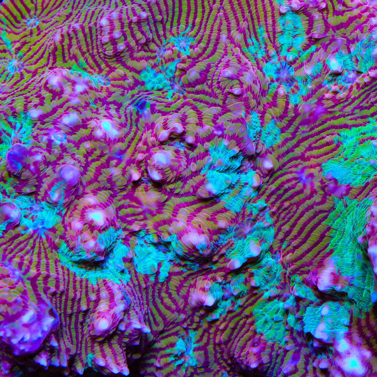 TSA Prison Sentence Chalice Coral