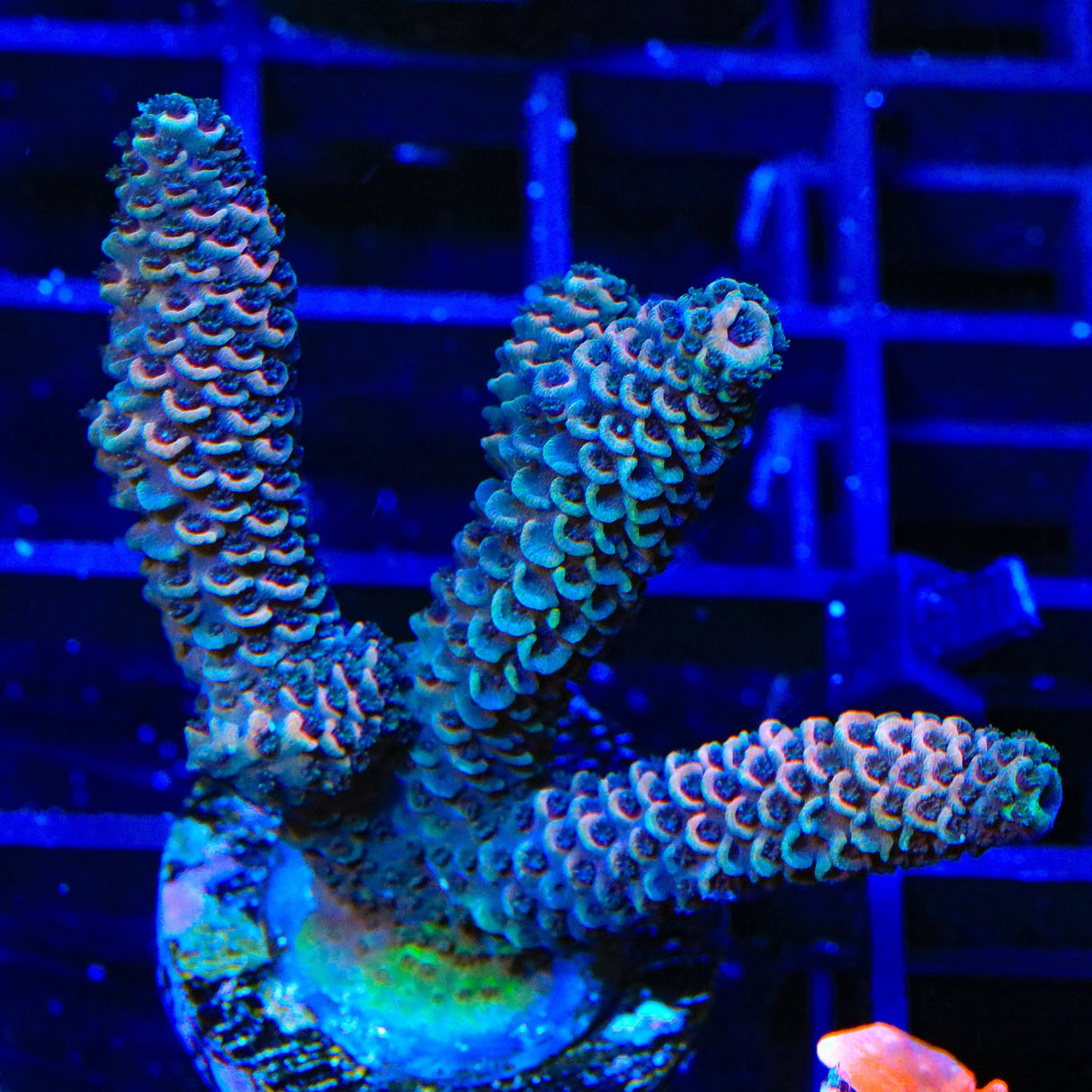TSA Raspberry Spathulata Acropora XL Frag Coral