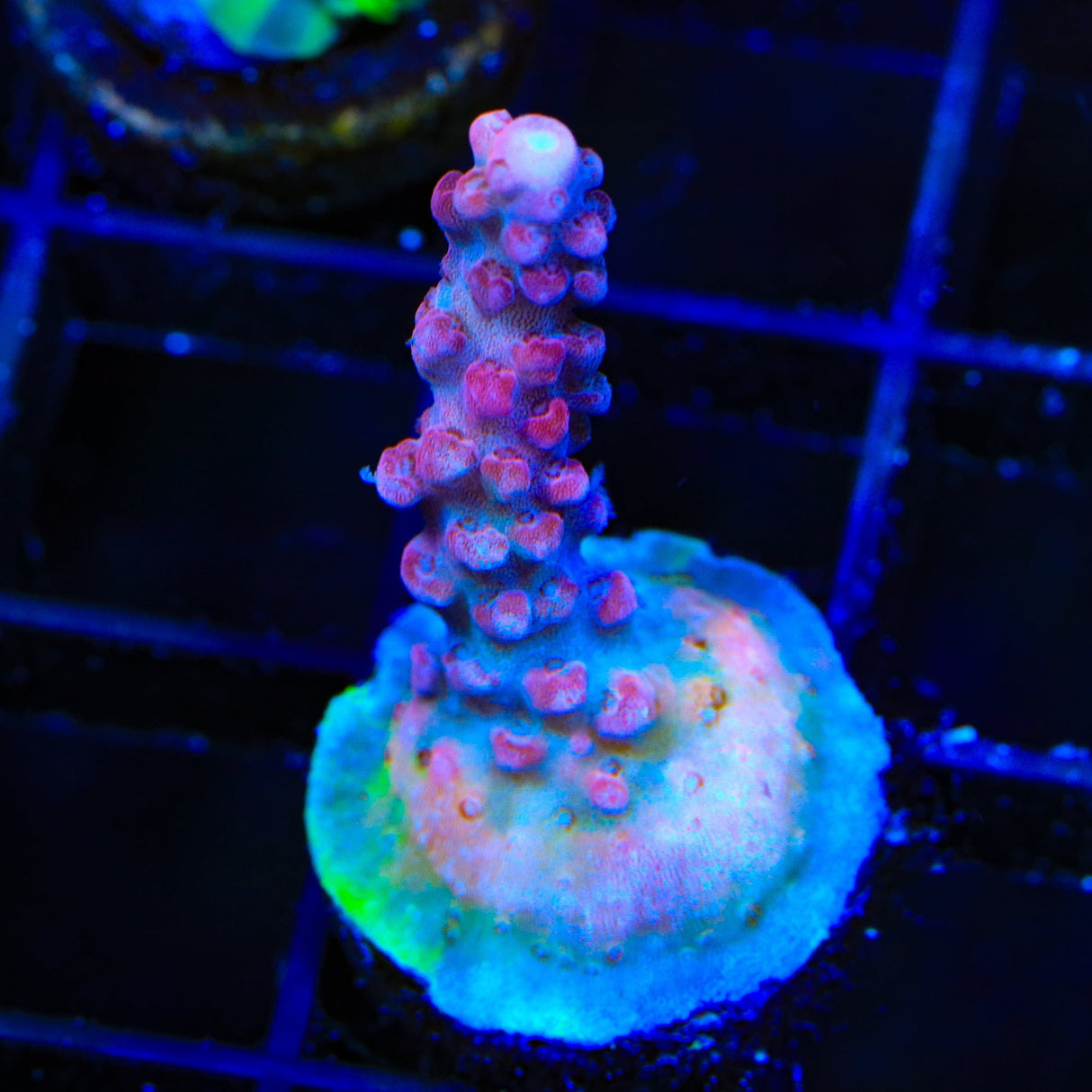 TSA Red Robin Acropora Coral