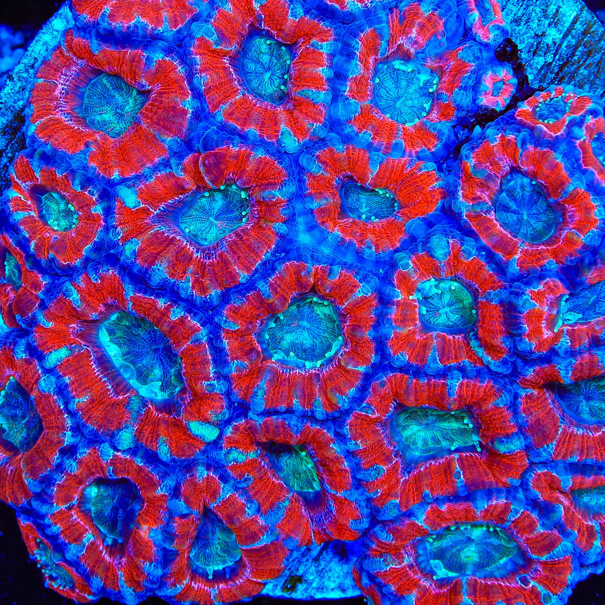 TSA Rings of Sorrow Acan Coral