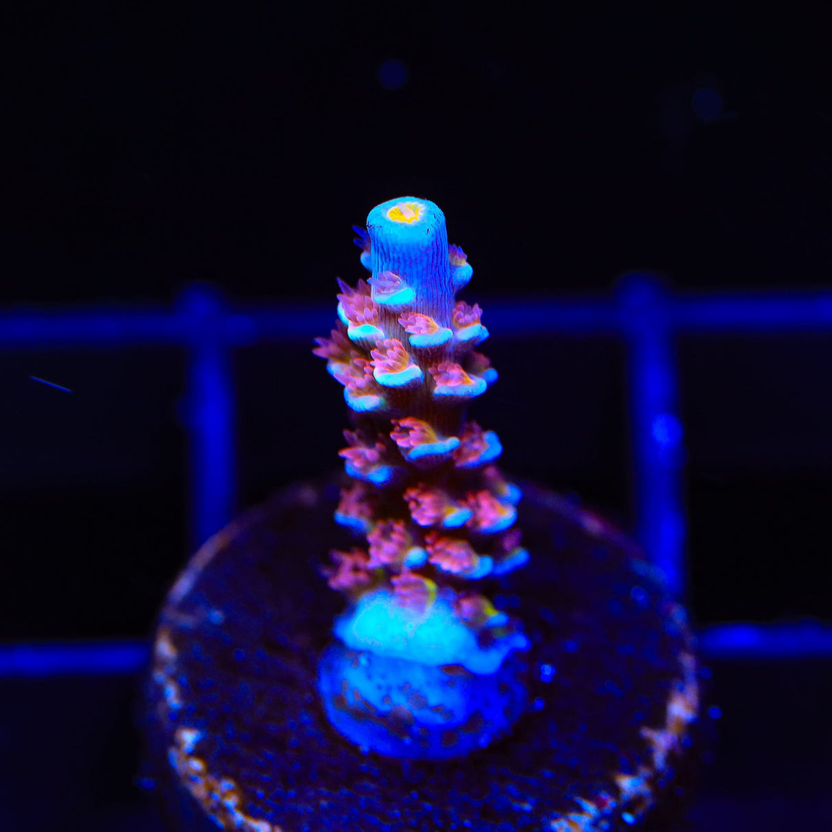 TSA Rocky Balboa Tenuis Acropora Coral