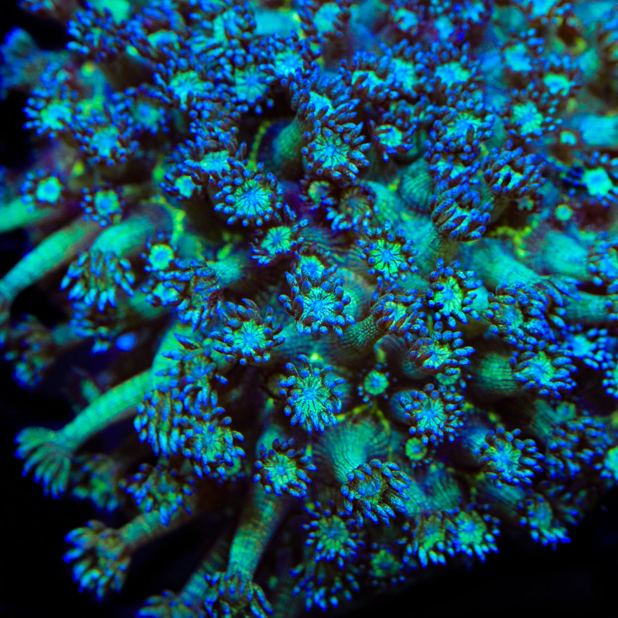 TSA Royal Glitter Goniopora Coral