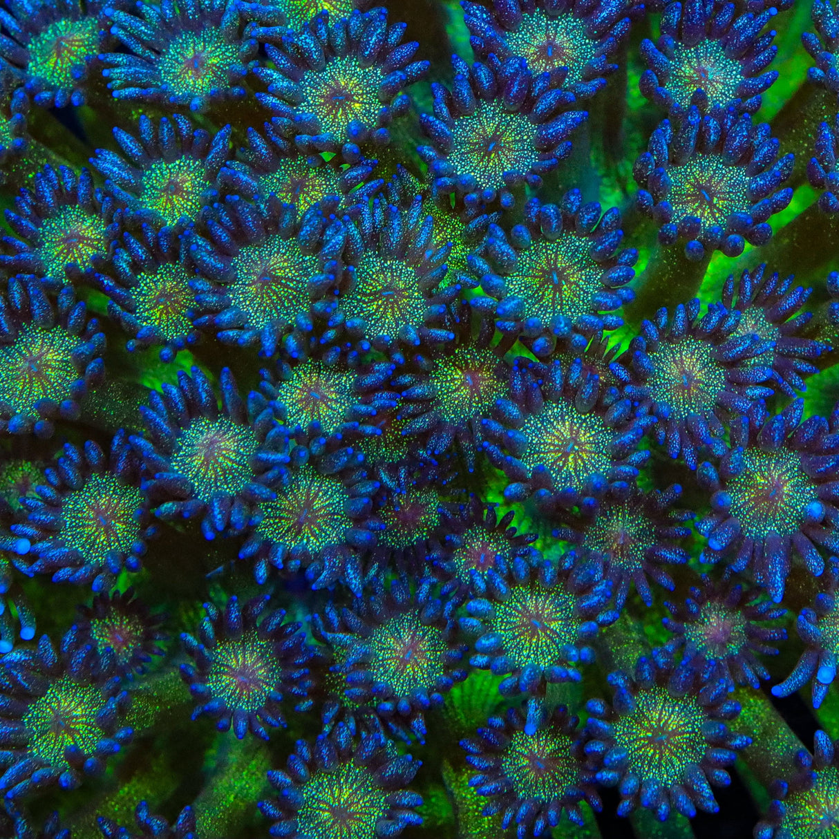 TSA Shimmer Goniopora Coral