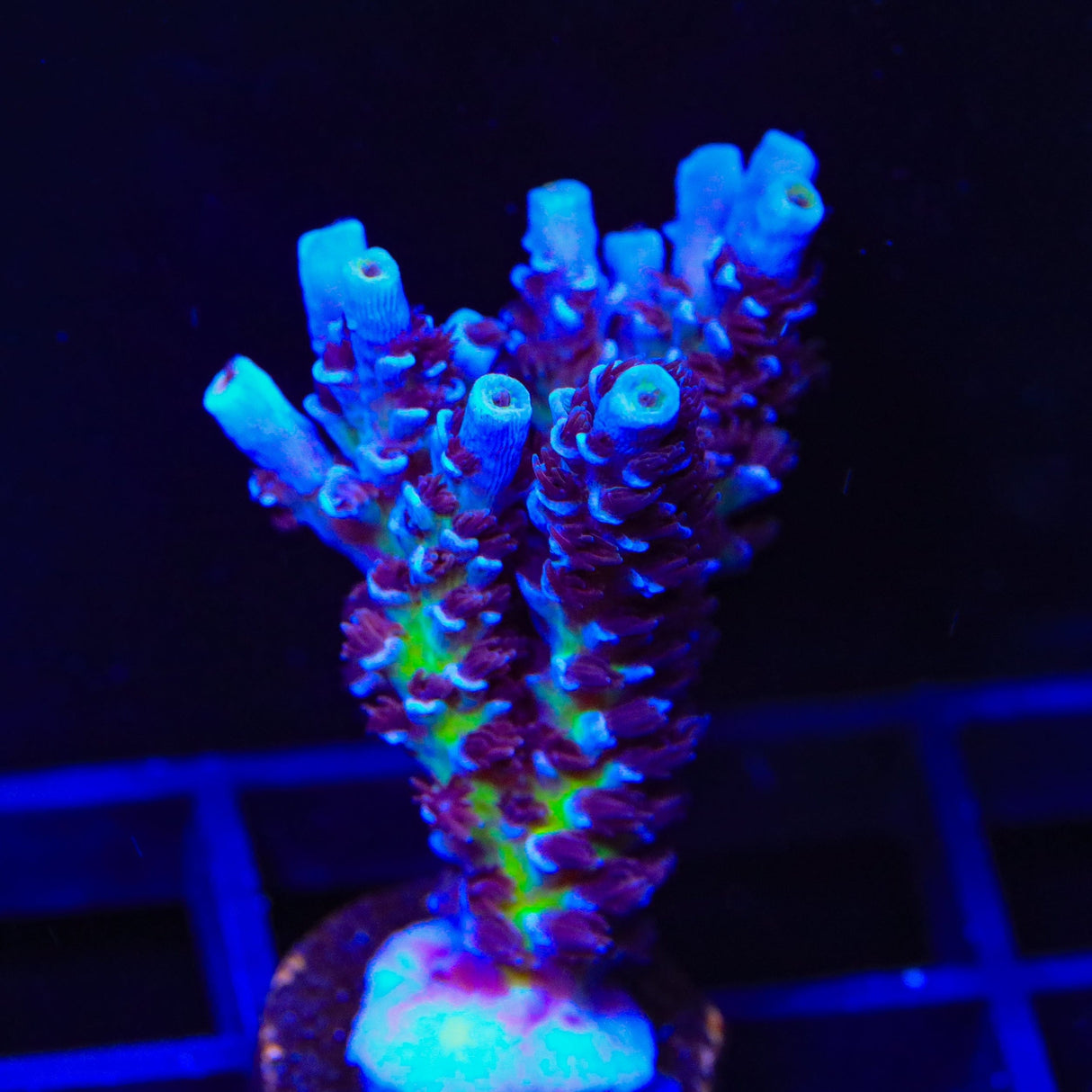 TSA Sin City Tenuis Acropora Coral