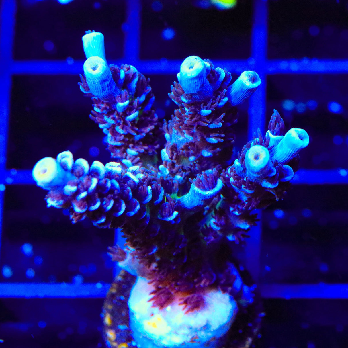 TSA Sin City Tenuis Acropora XL Frag Coral