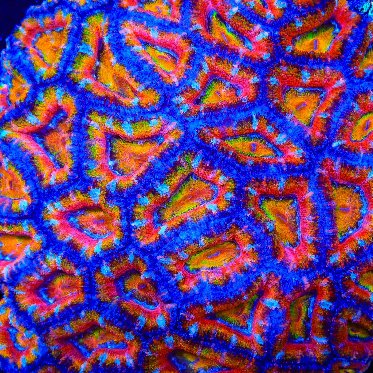 TSA Solar Spectrum Acan Coral