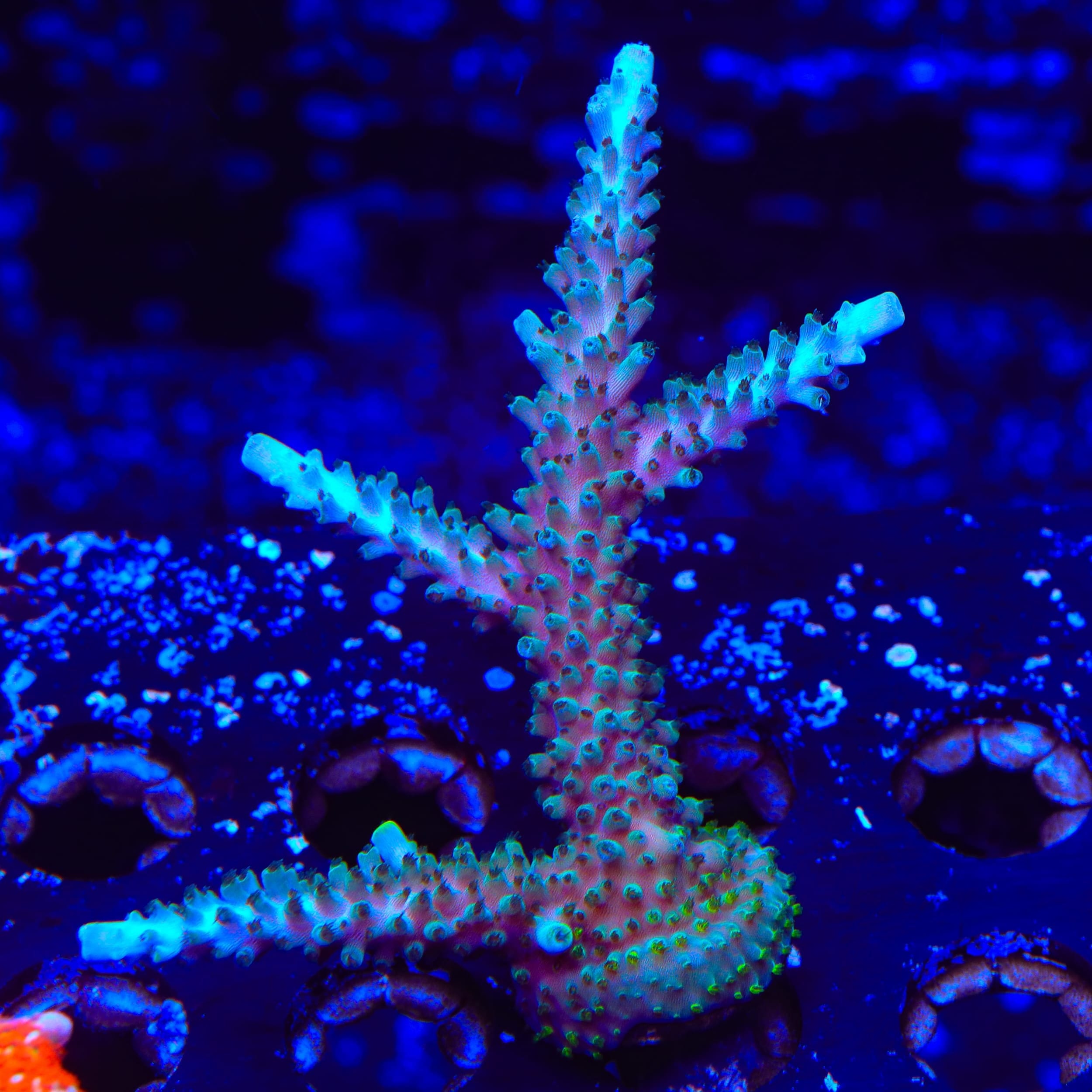TSA Sprocket Acropora XL Frag Coral – Top Shelf Aquatics