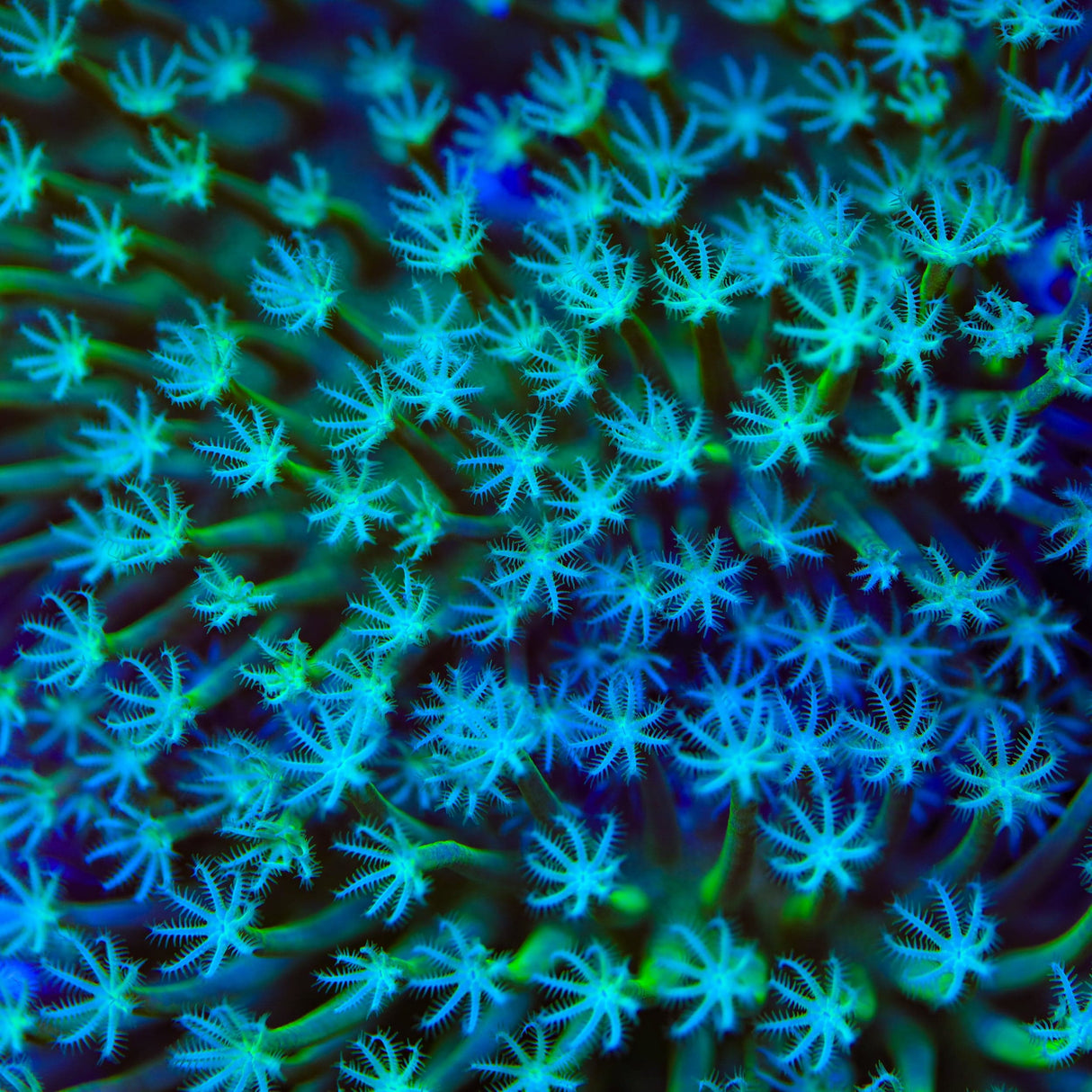 TSA Star Burster Leather Coral