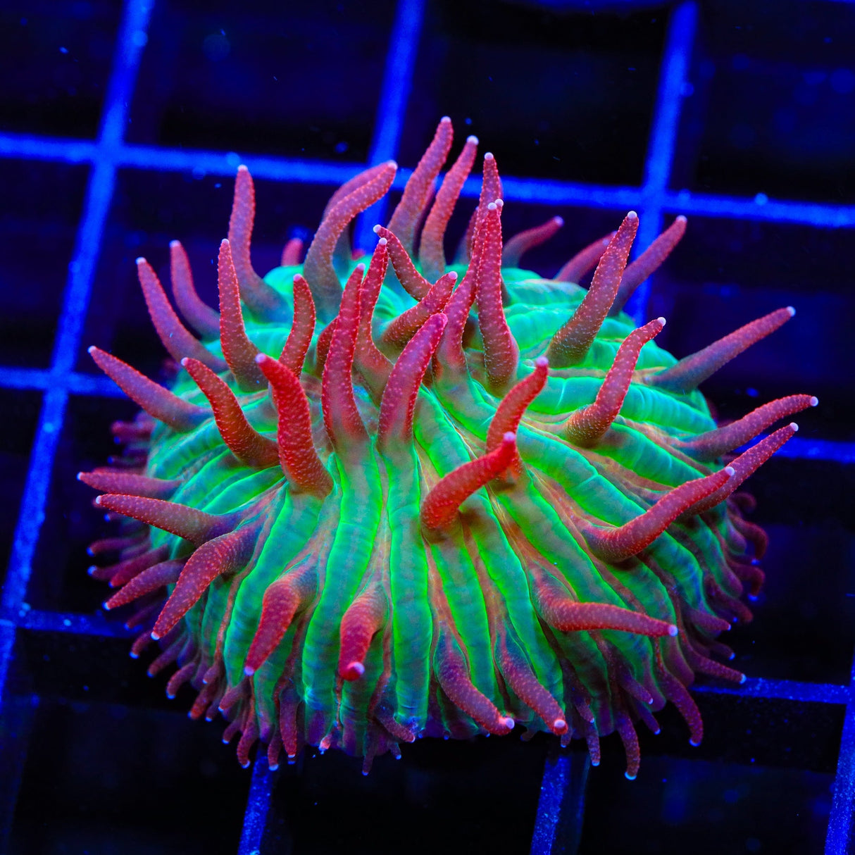 TSA Strawberry Ice Aquacultured Plate Coral