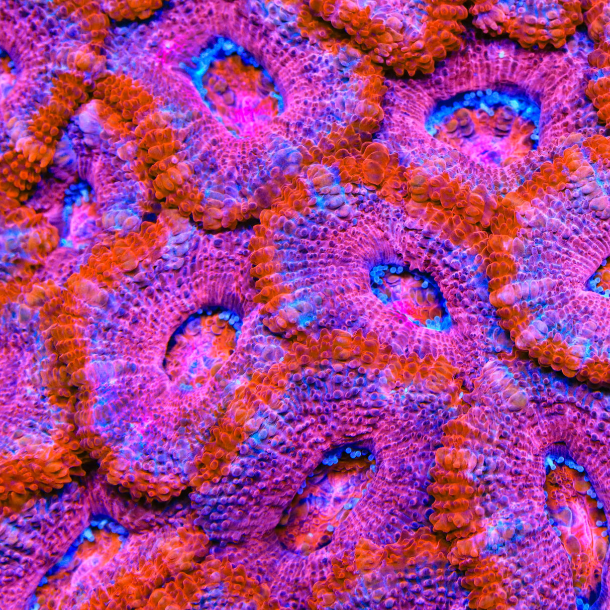 TSA Strawberry Shake Acan Coral