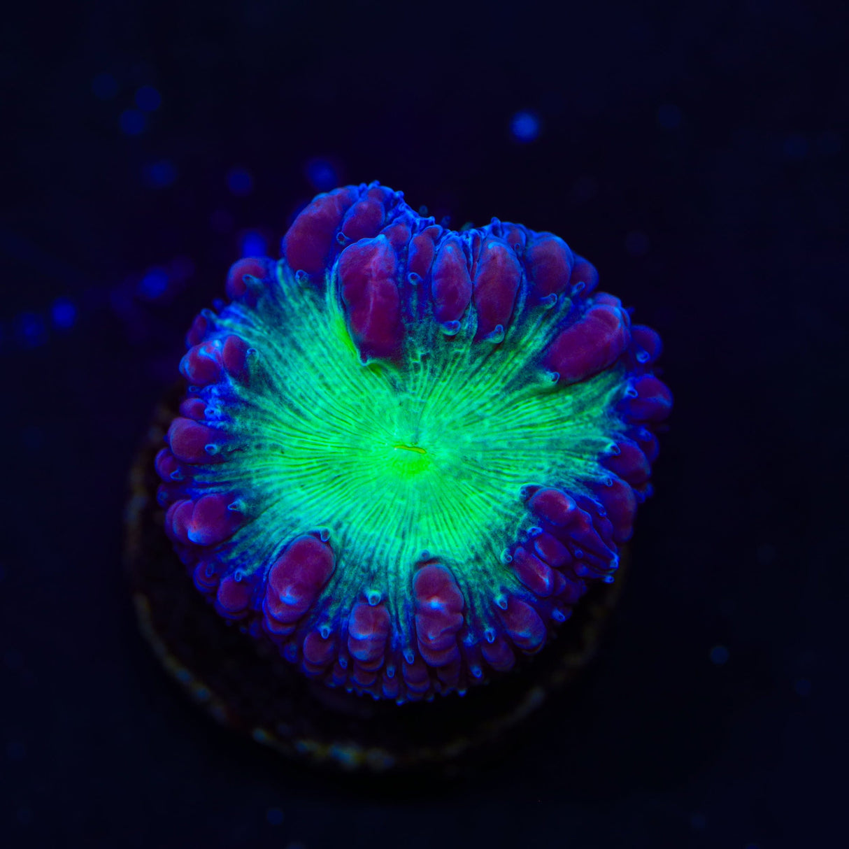 TSA Suckerberry Pie Blastomussa Coral