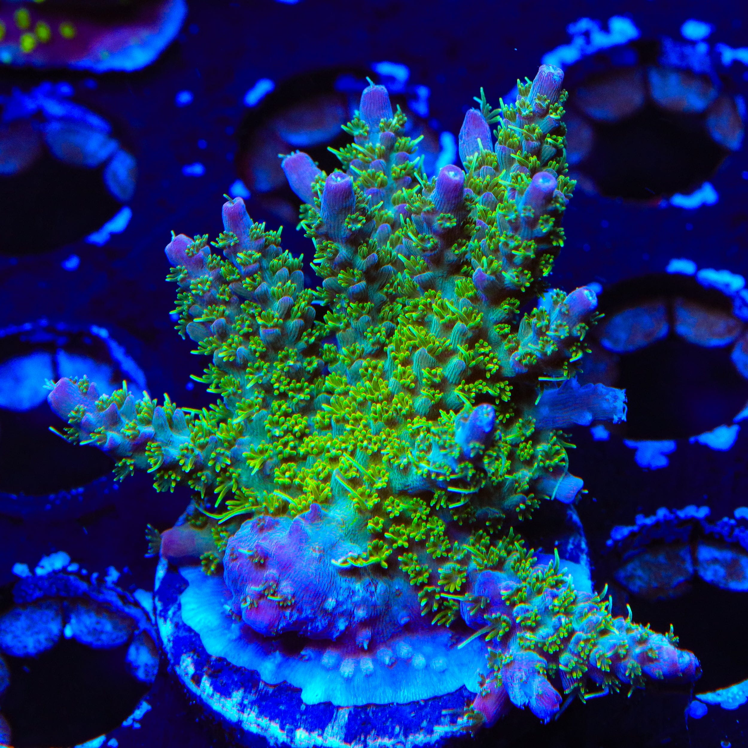 coralcoralページ TSA The Fuzz Acropora XL Frag Coral – Top Shelf Aquatics