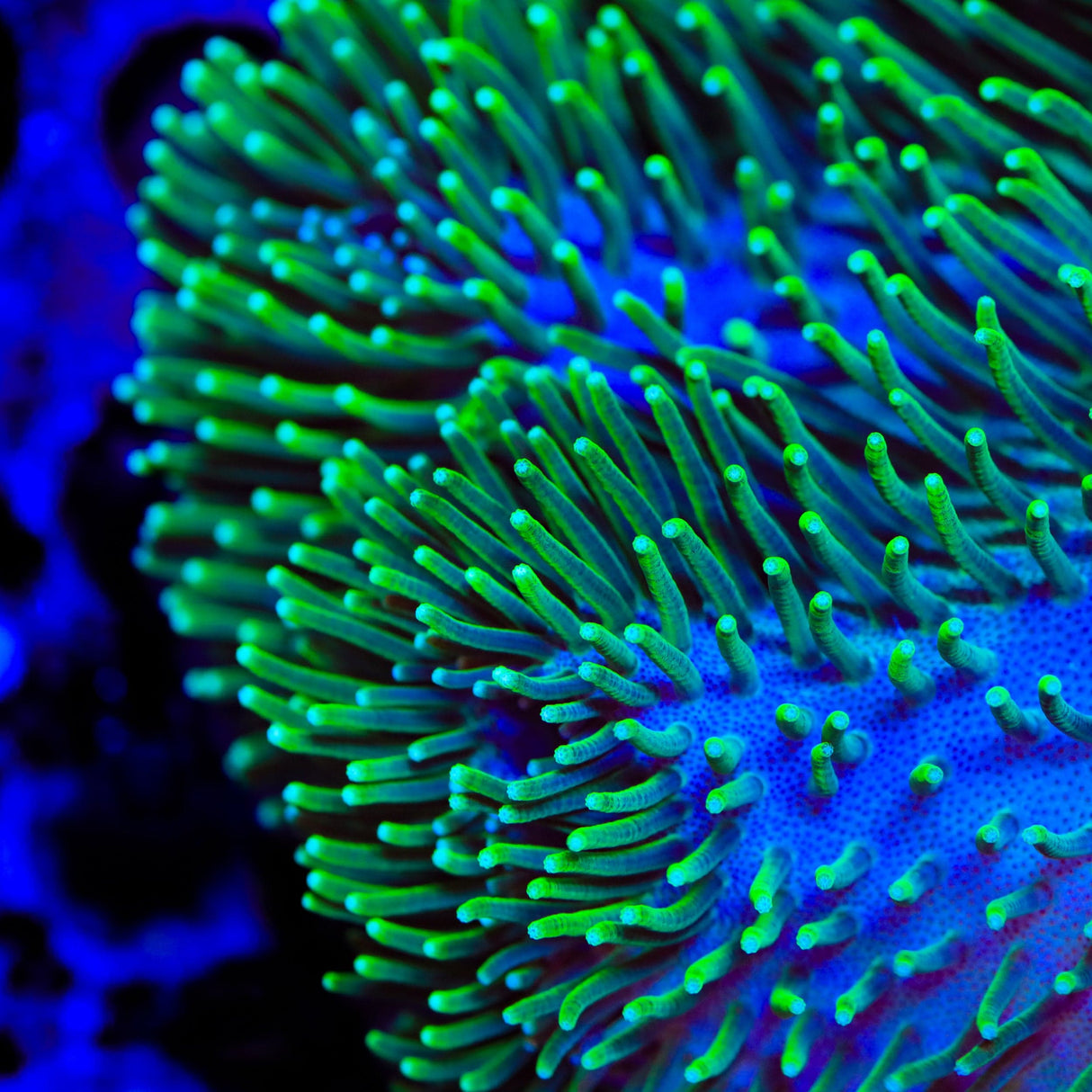 TSA Tickler Leather Coral