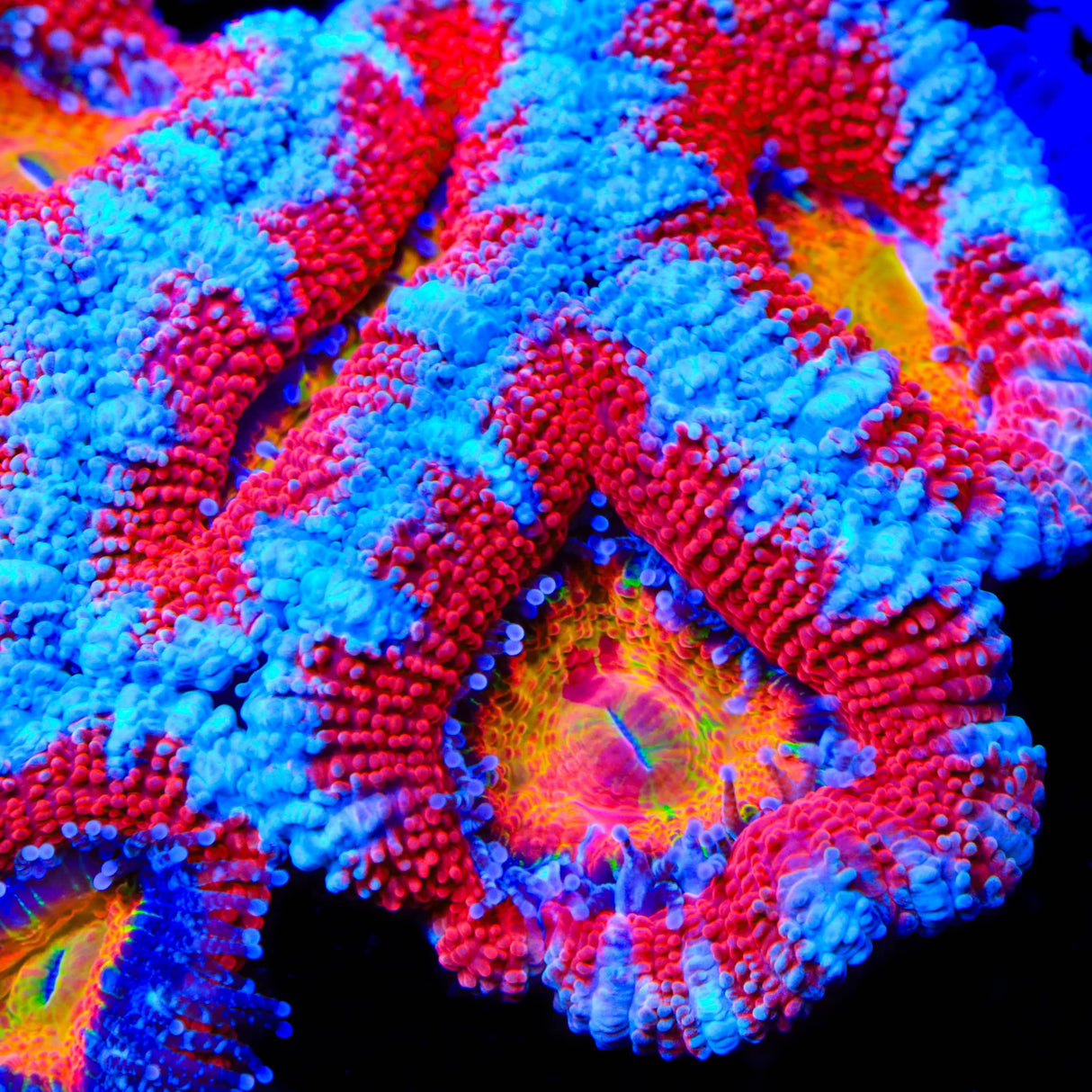 TSA Tilt-O-Whirl Acan Coral