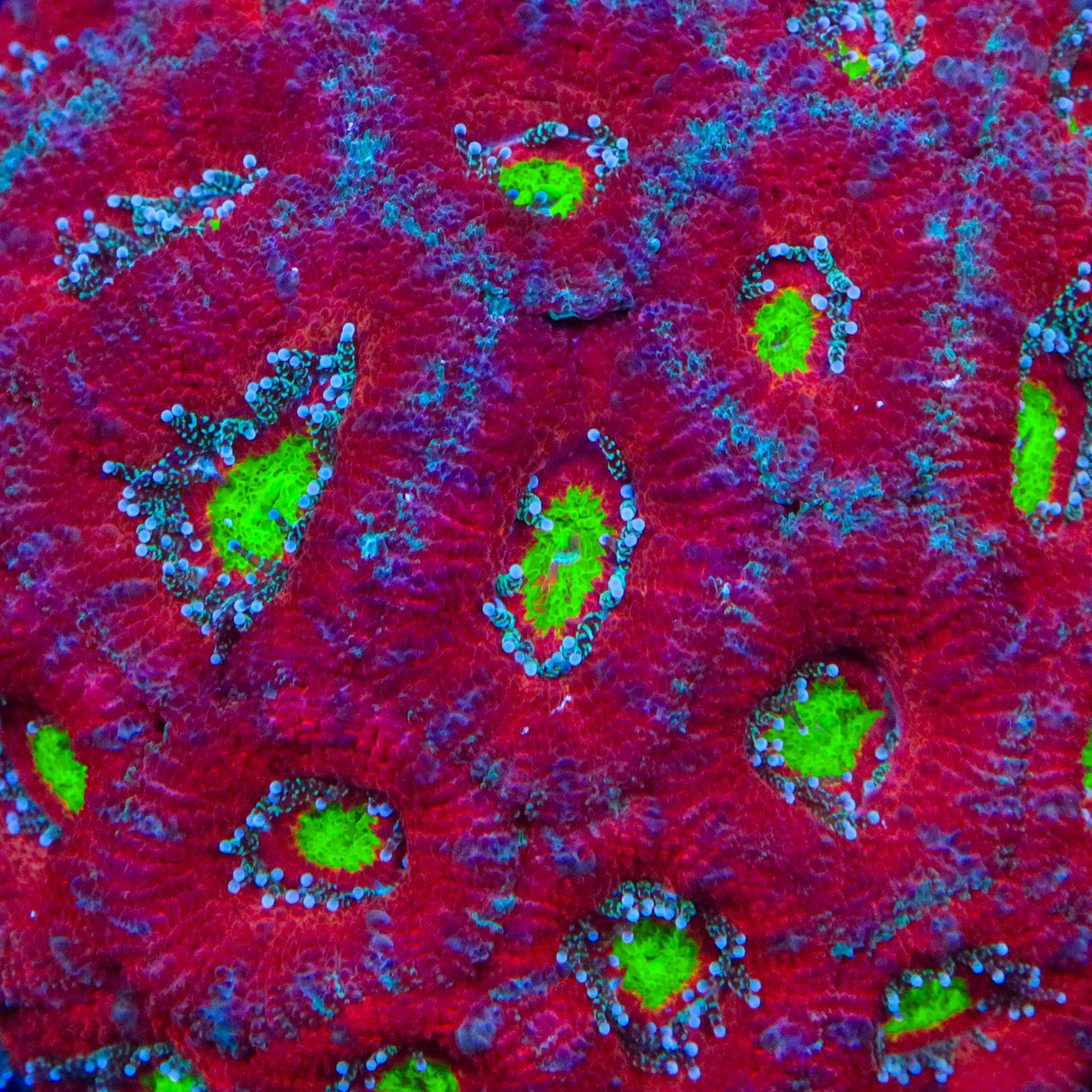 TSA Toxic Apple Micromussa Acan Coral