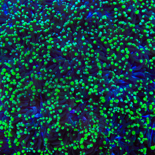 TSA Toxic Tip Cristata Coral