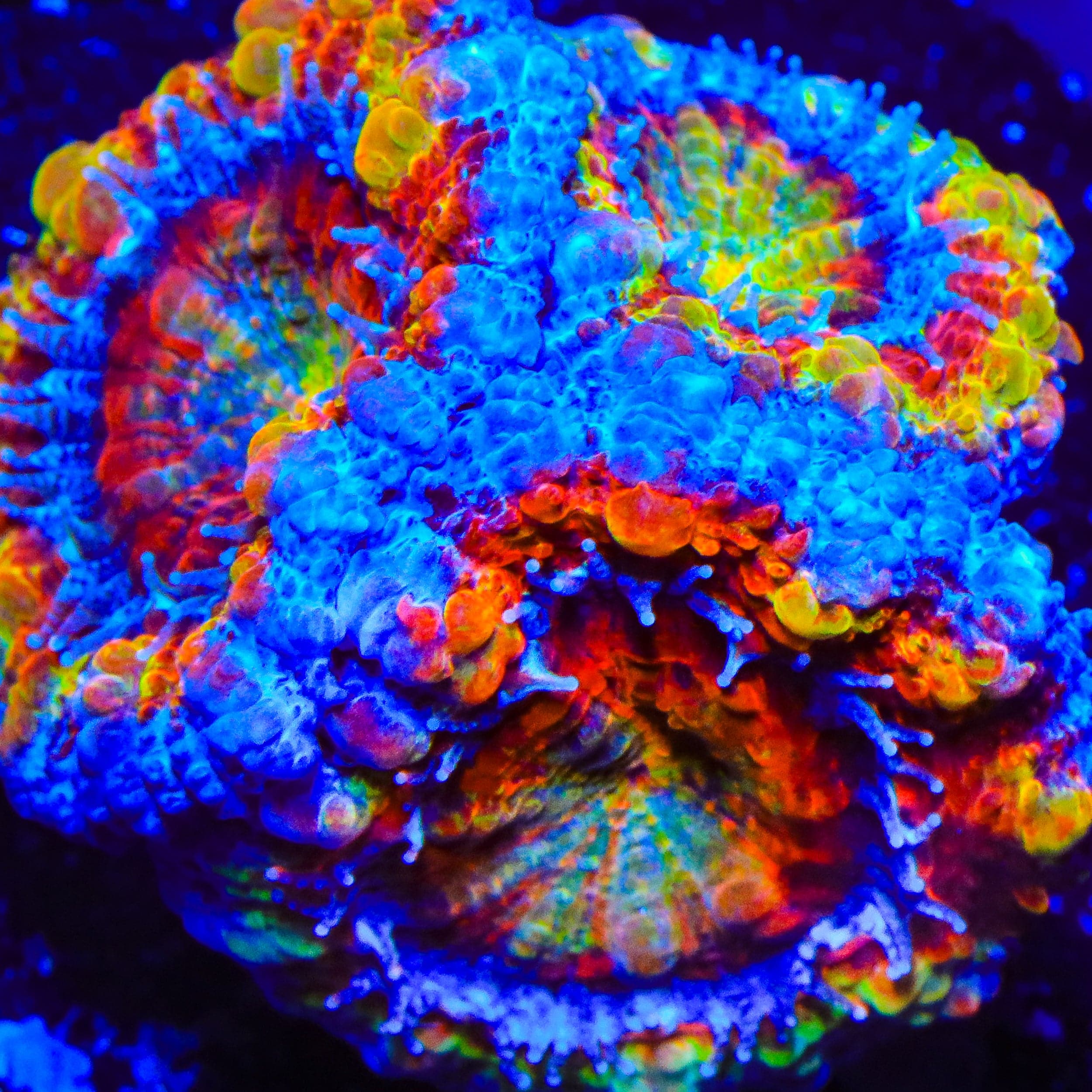 TSA Tripping Rainbows Acan Coral – Top Shelf Aquatics