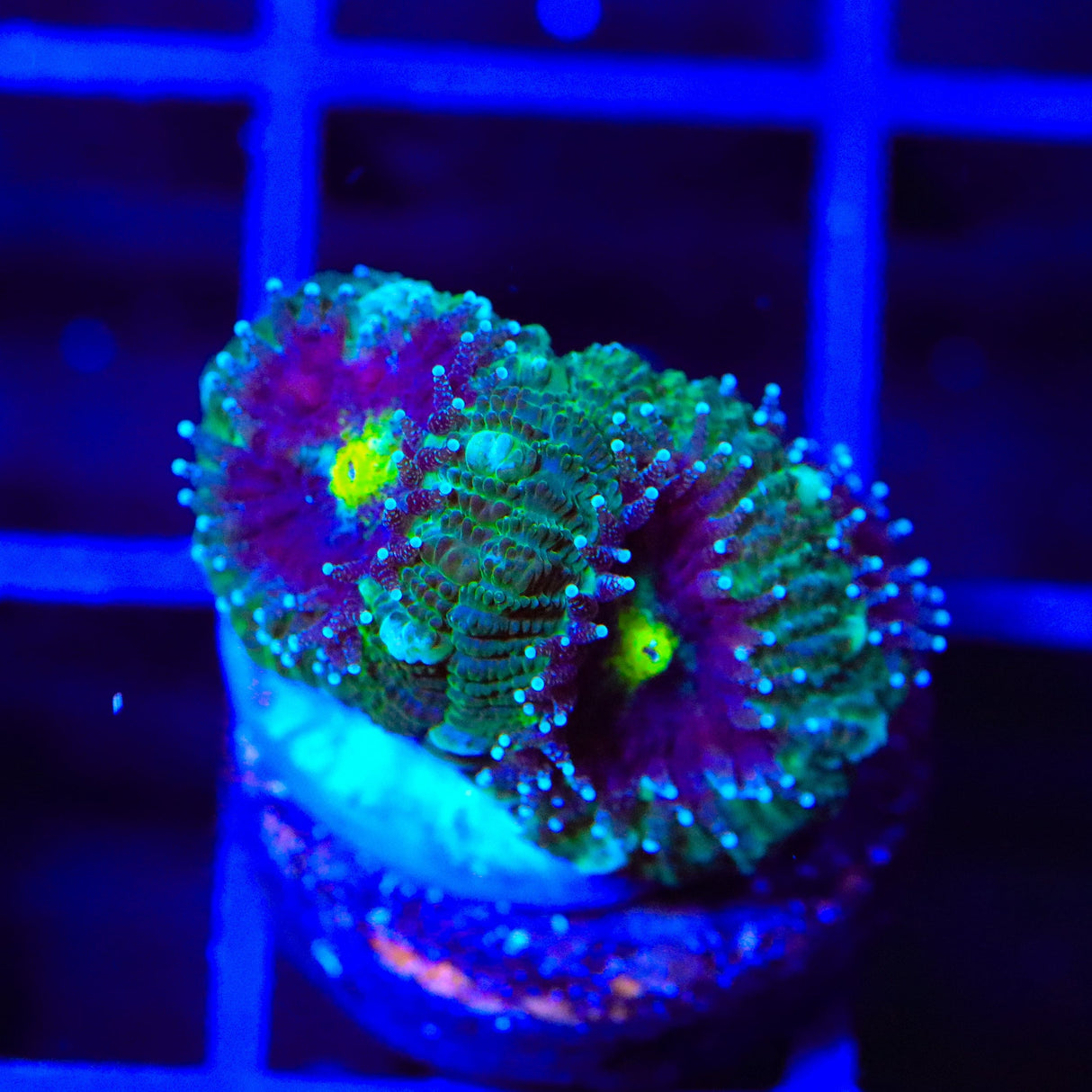 TSA Troll Eye Micromussa Acan Coral